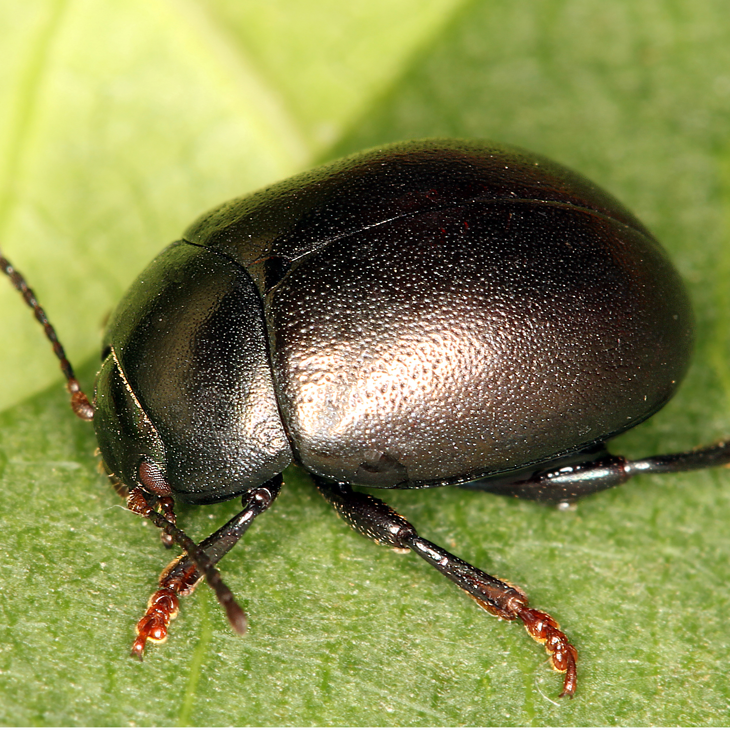 11092014171756 2652 art 1609 chrysolina sturmi 1