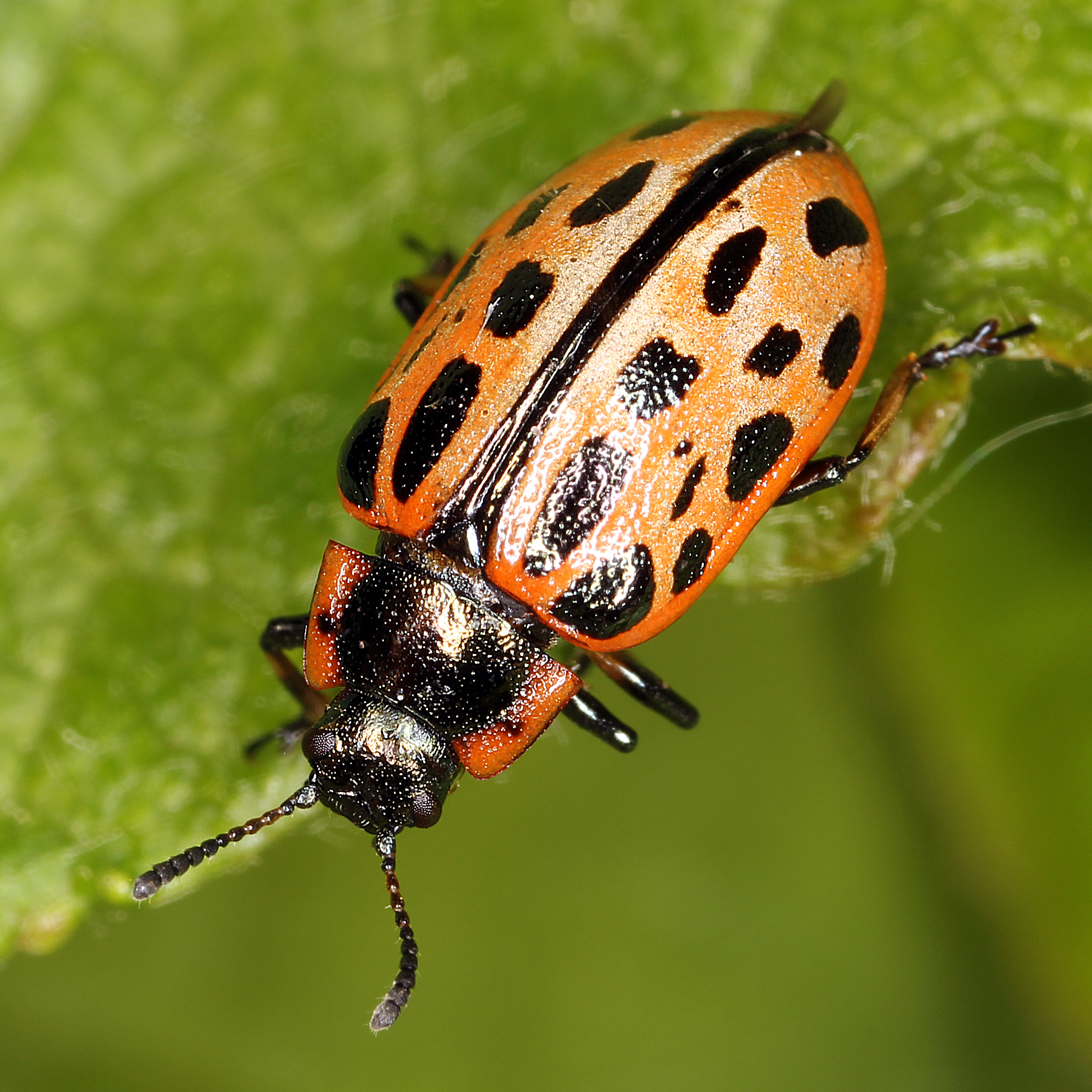 11092014172151 2653 art 1610 chrysomela vigintipunctata 3