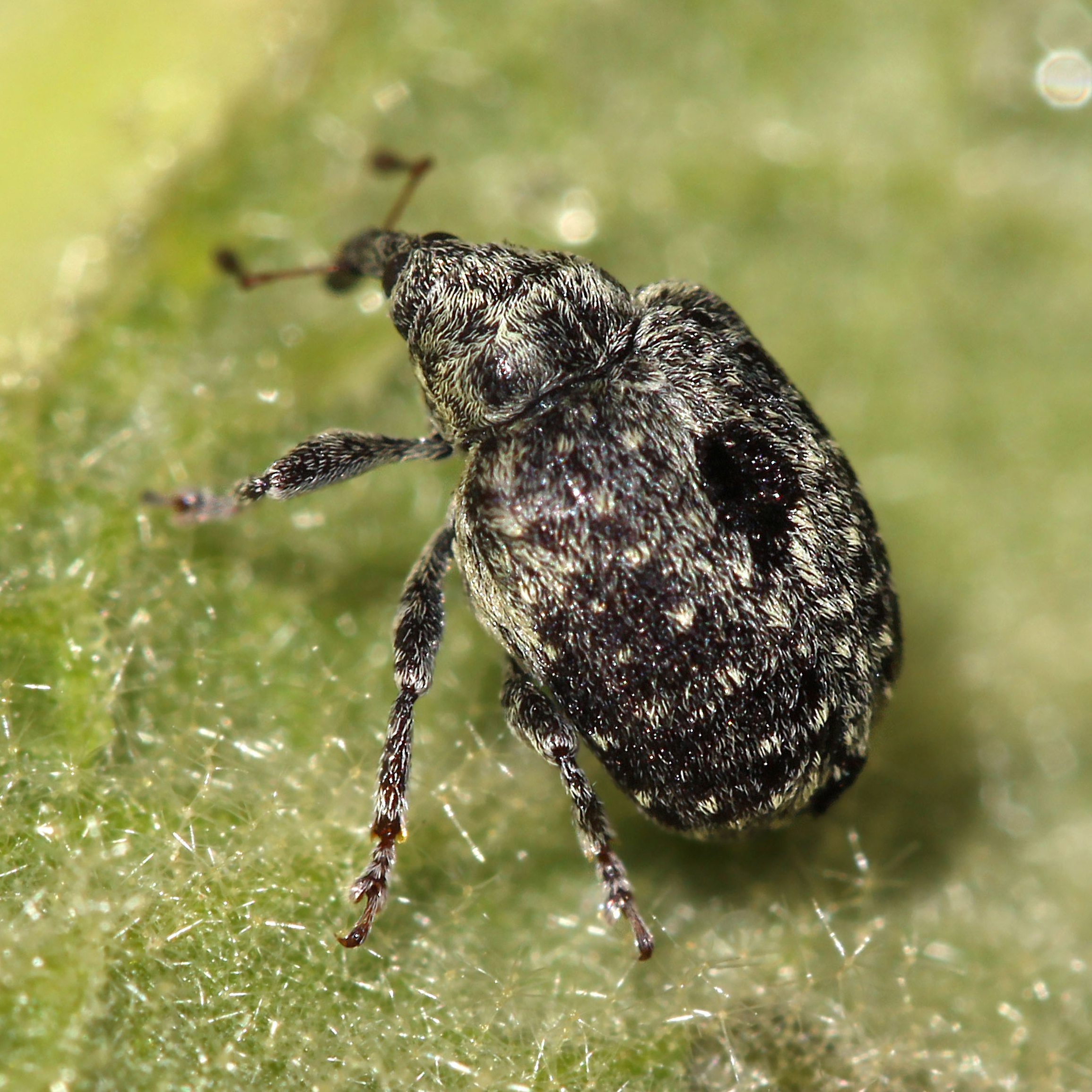 11092014172439 2654 art 1611 cionus longicollus montanus