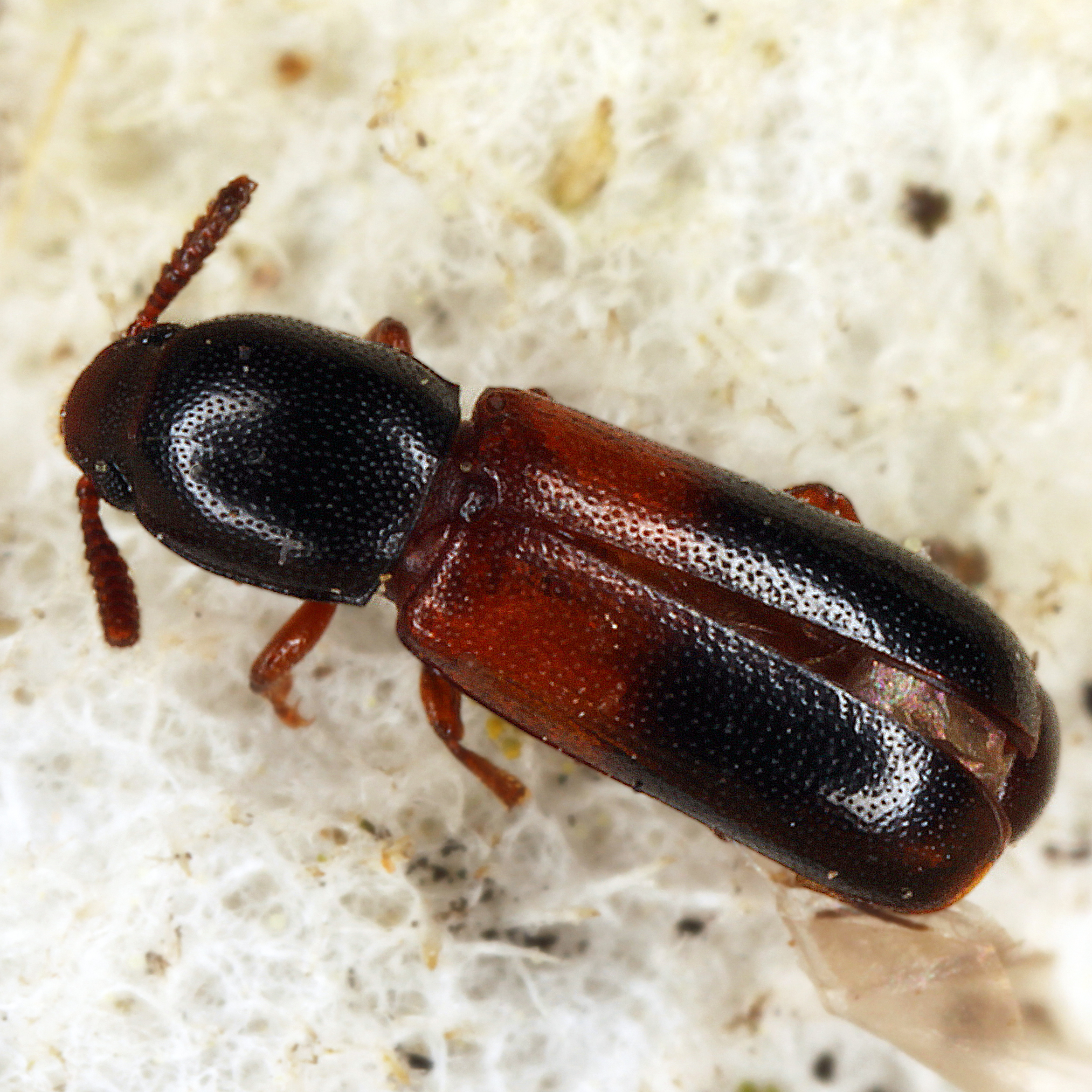 11092014173038 2655 art 1612 corticeus fasciatus 1.1