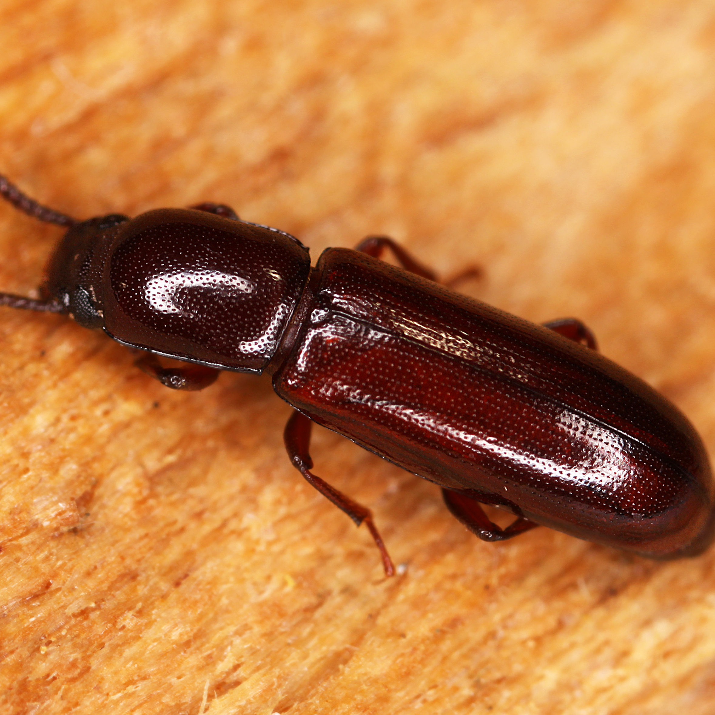 11092014173800 2656 art 1613 corticeus unicolor