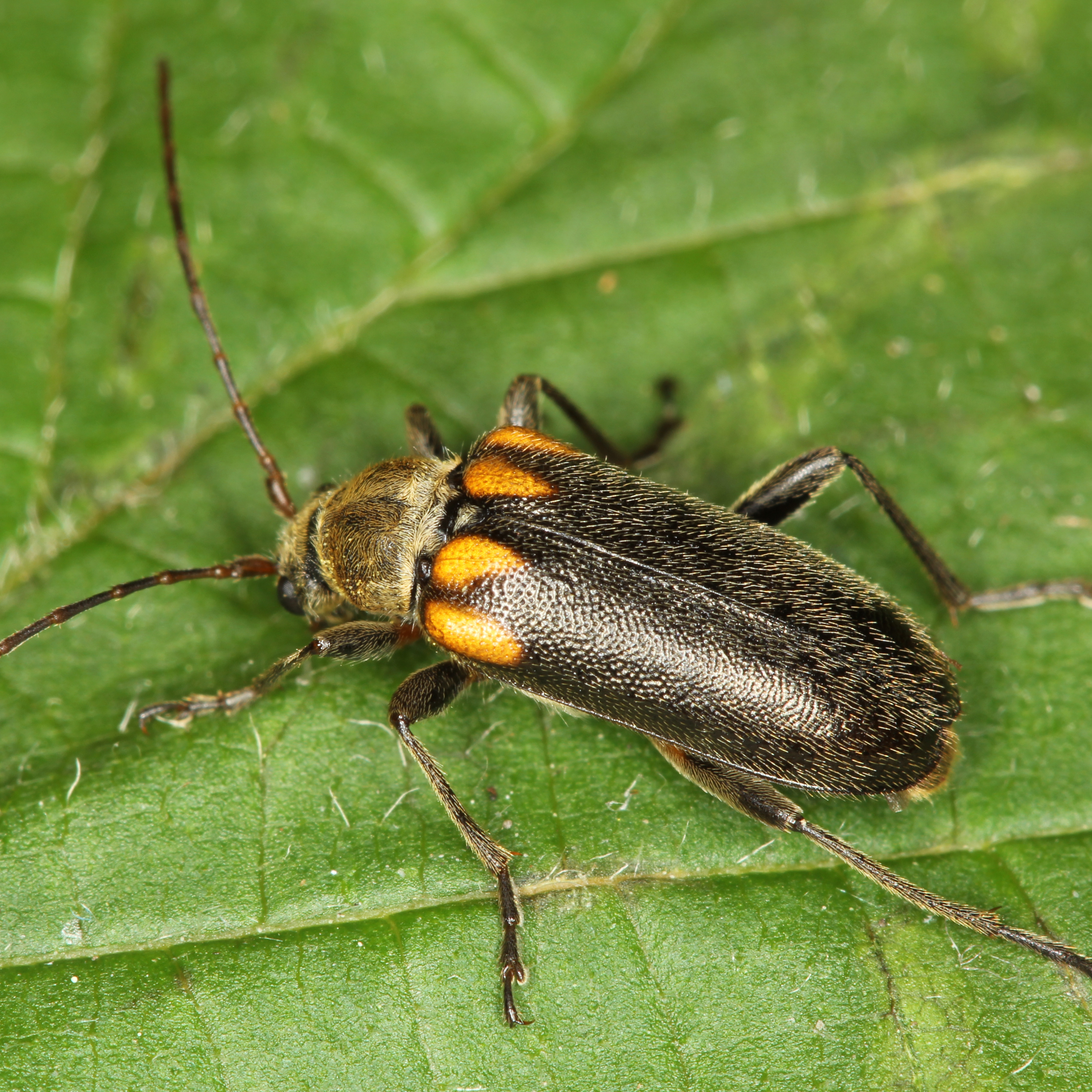 11092014174001 2657 art 1614 cortodera humeralis 4