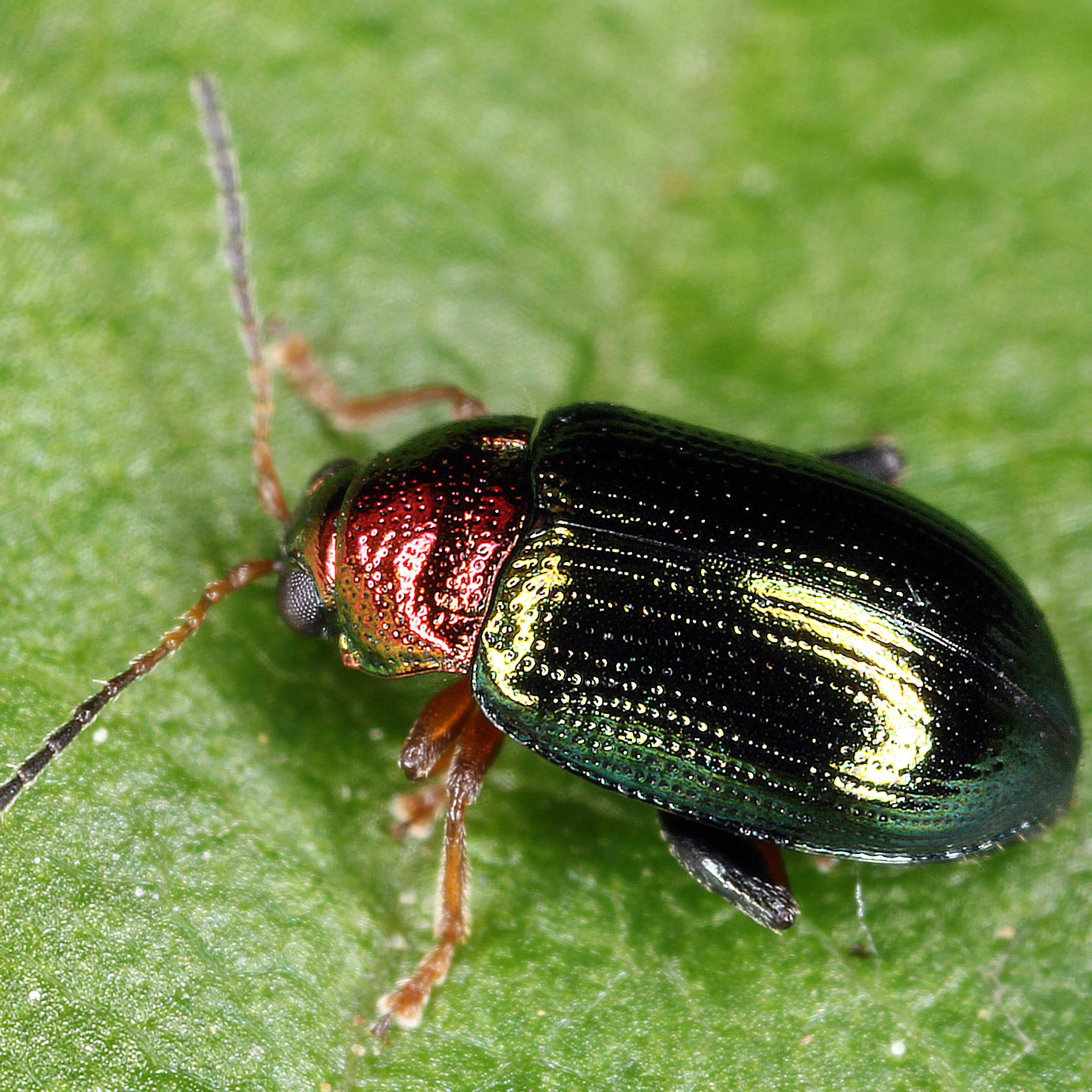 11092014174303 2658 art 1615 crepidoderea aurata 1