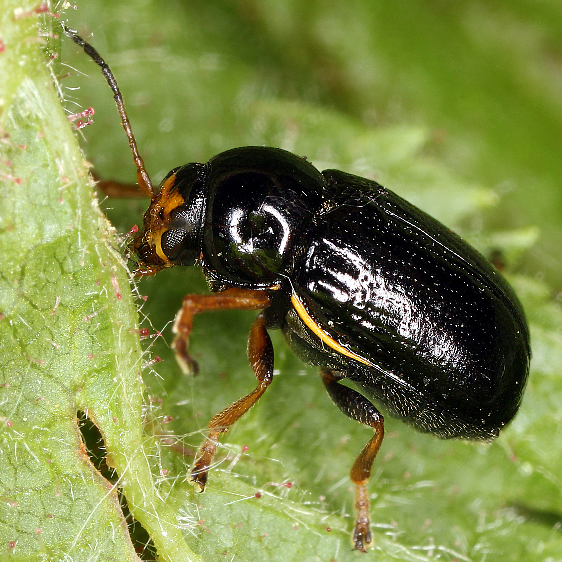 11092014174522 2659 art 1616 cryptocephalus flavipes w. 1