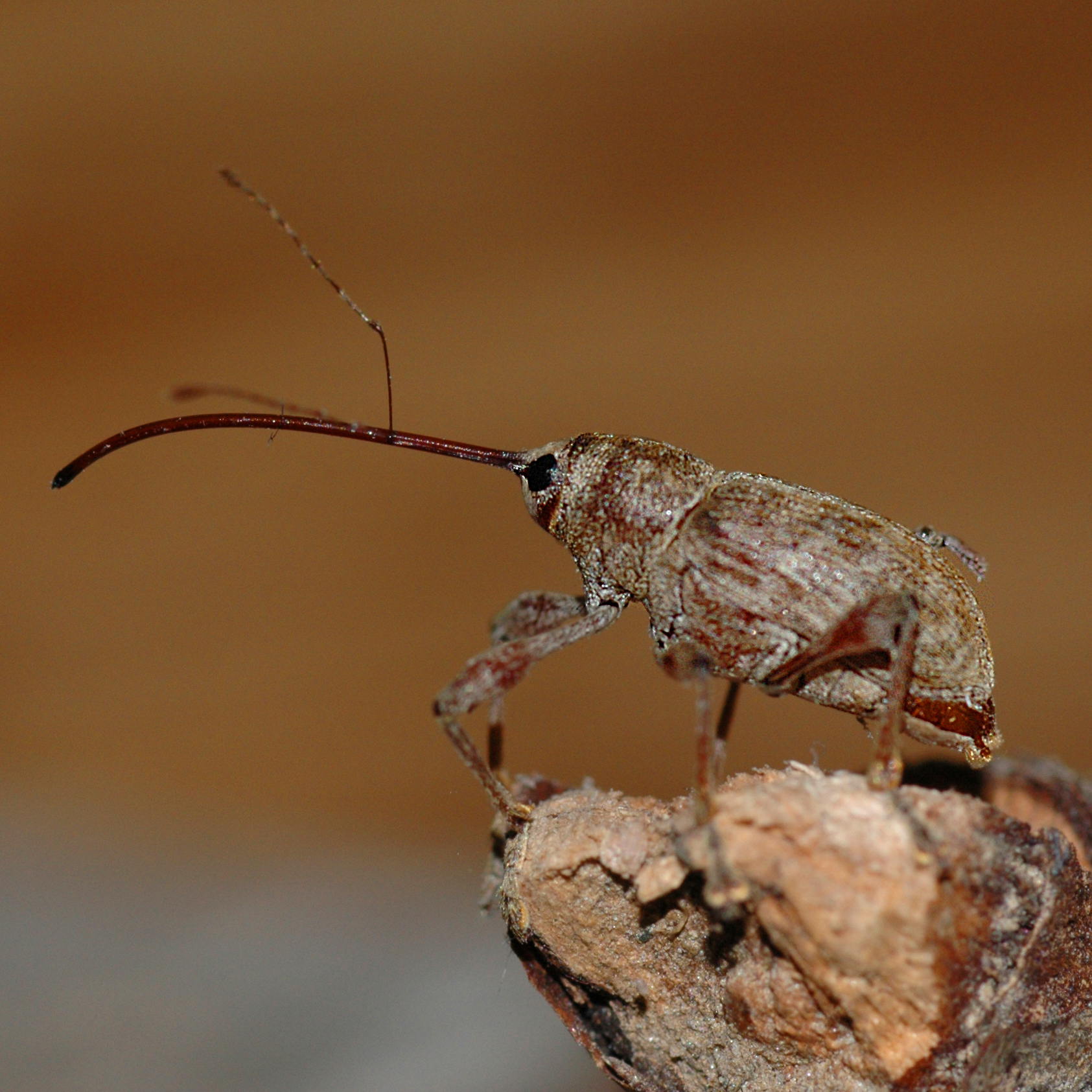 11092014180100 2660 art 1617 curculio elephas 1