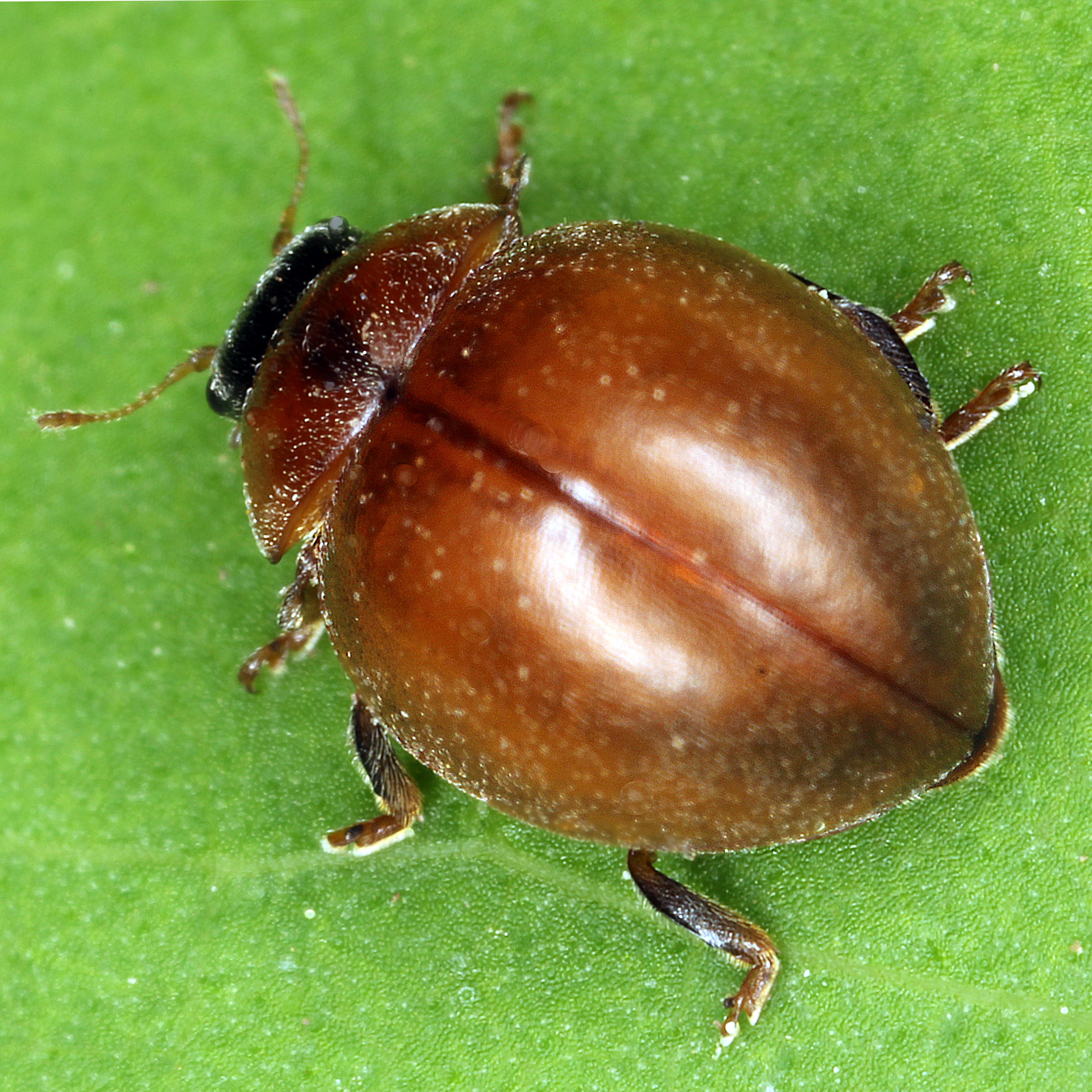 11092014180351 2661 art 1618 cynegetis impunctata