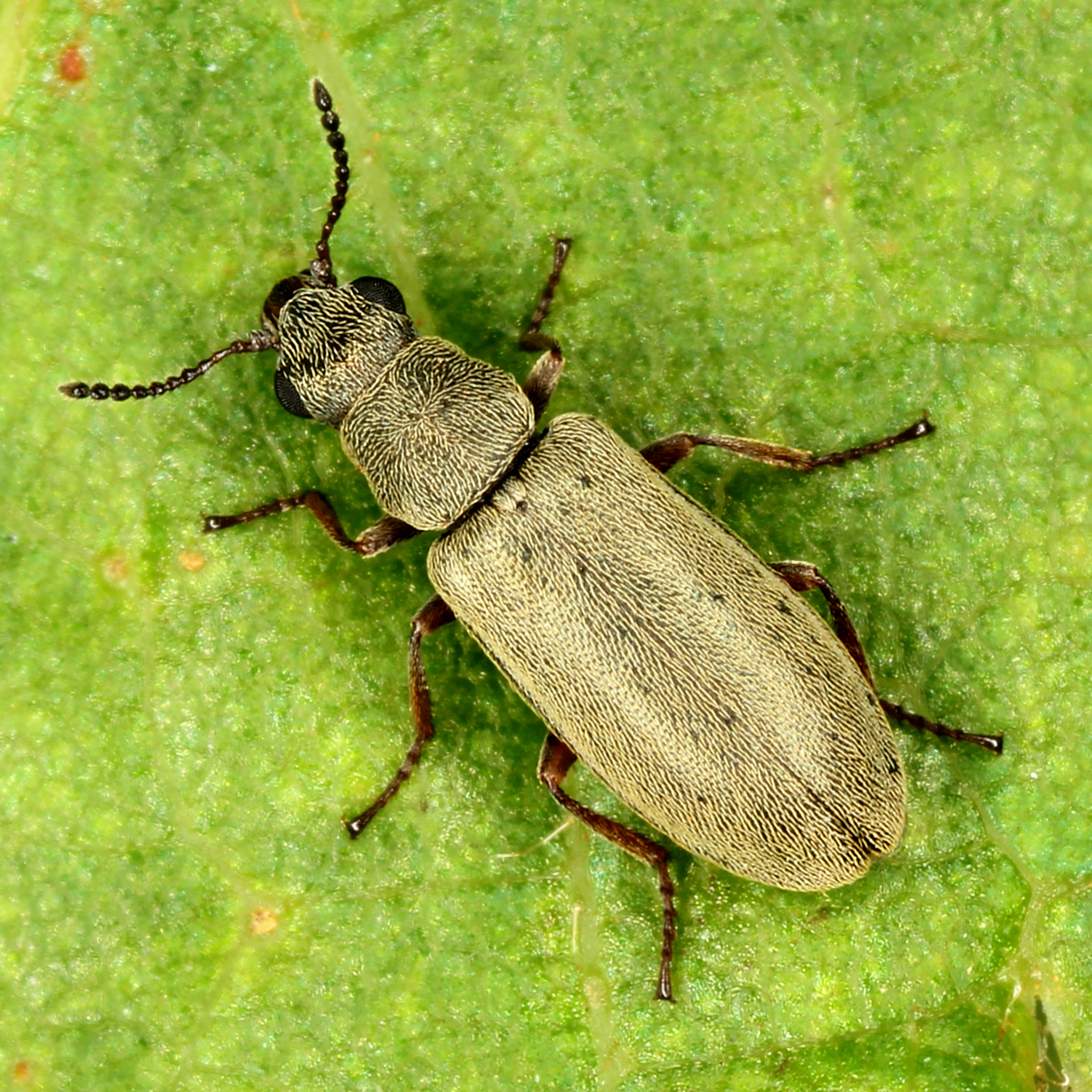 11092014180647 2662 art 1619 danacea morosa 1