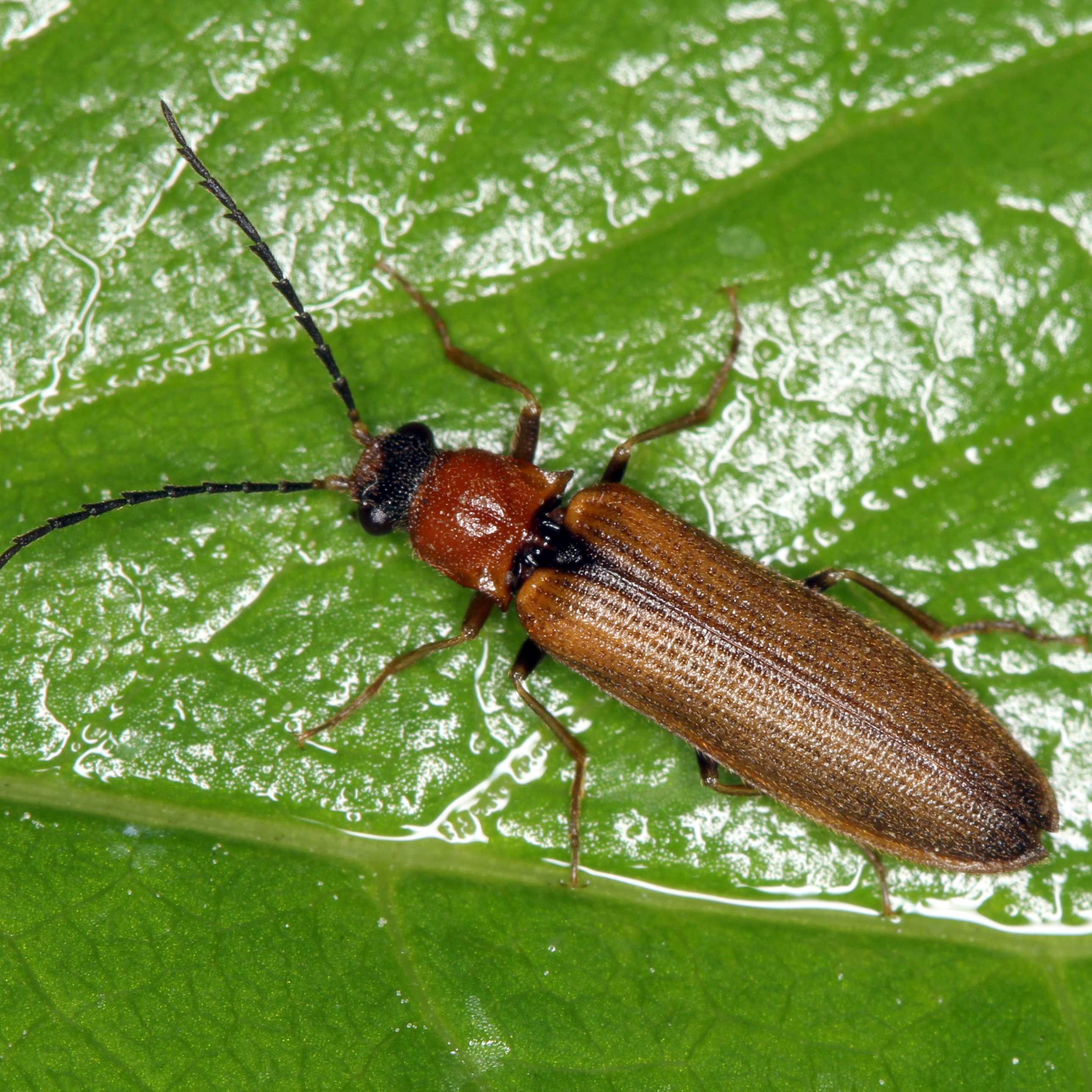 11092014181620 2663 art 1620 denticollis linearis 2