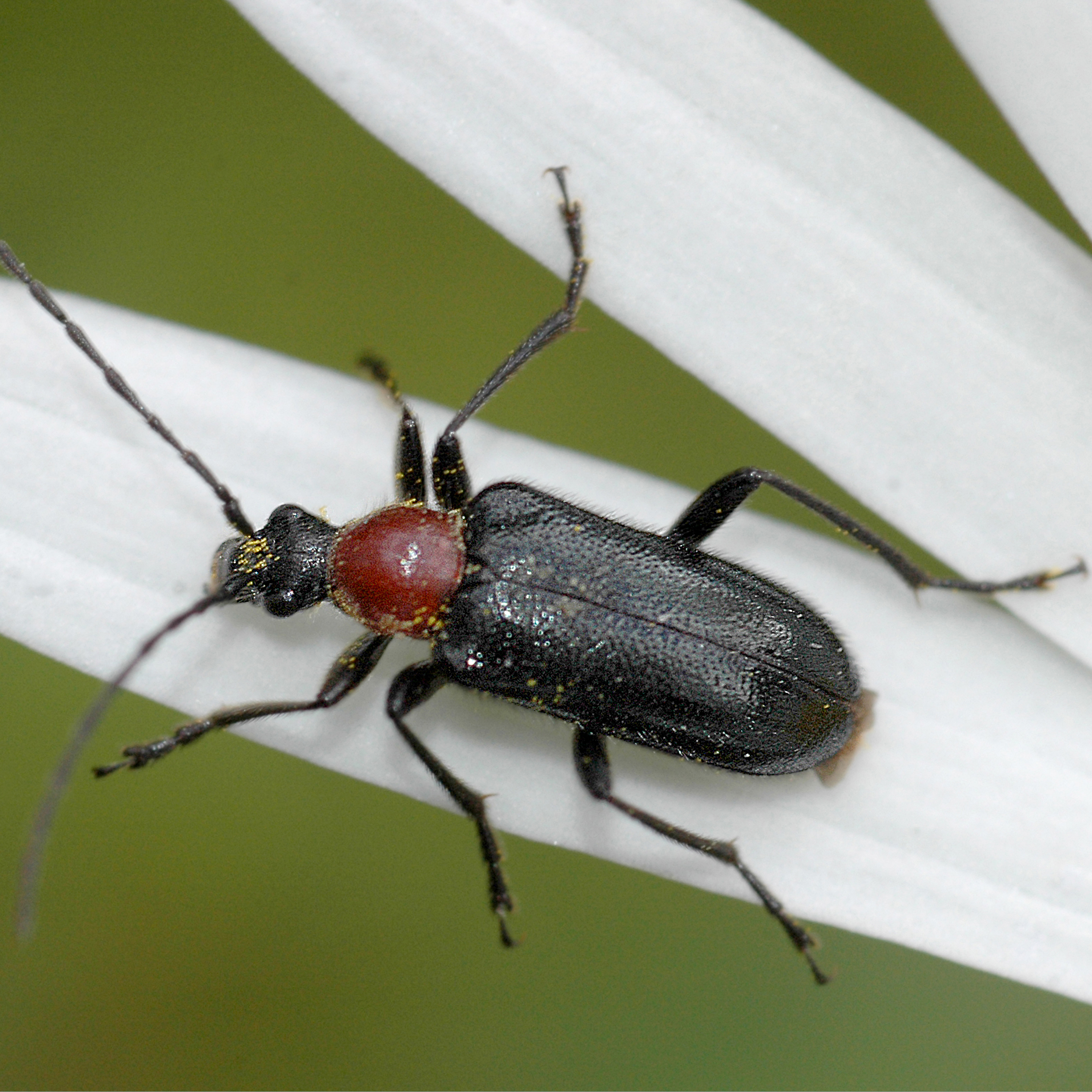 11092014181834 2664 art 1621 dinoptera collaris