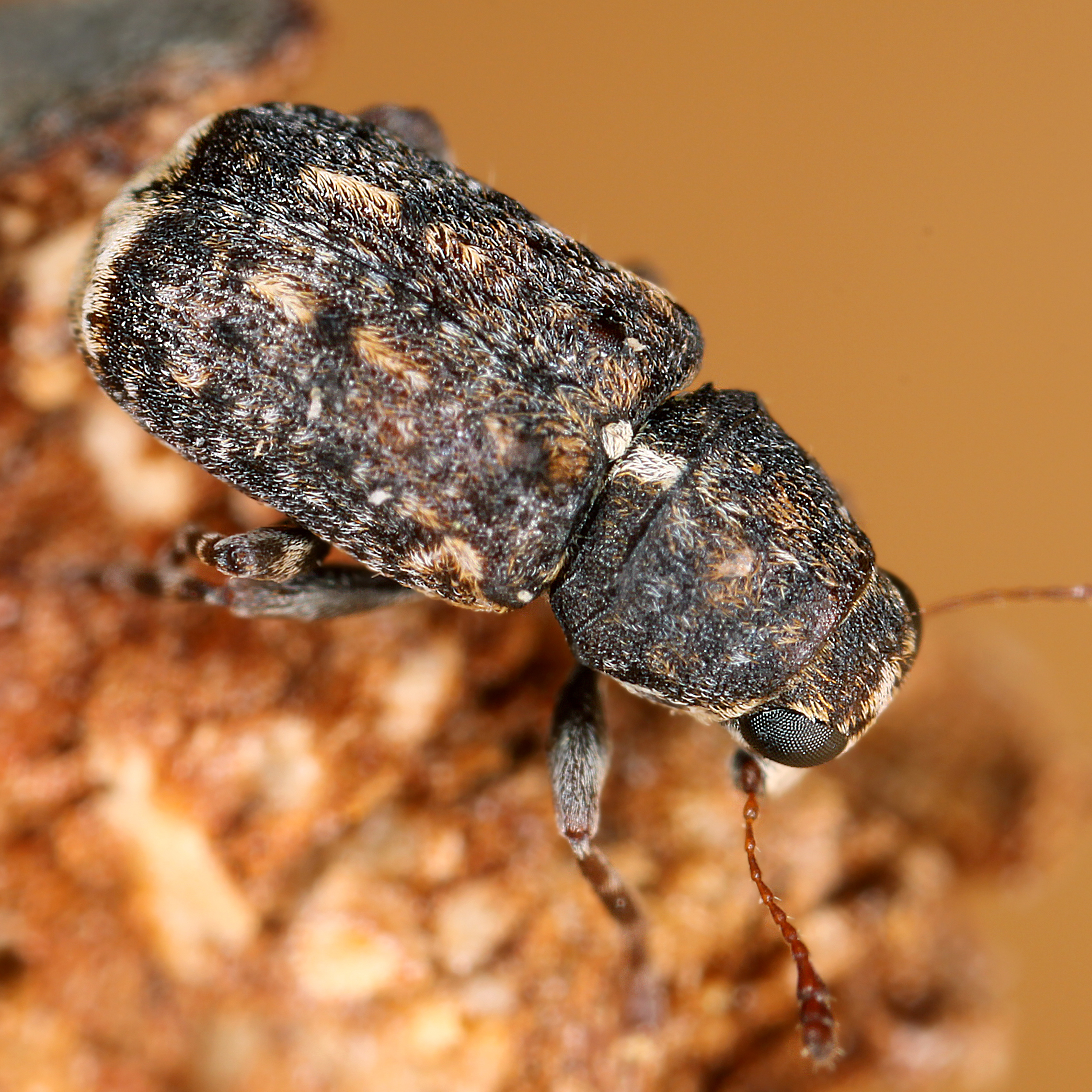 11092014182138 2665 art 1623 dissoleucas niveirostris