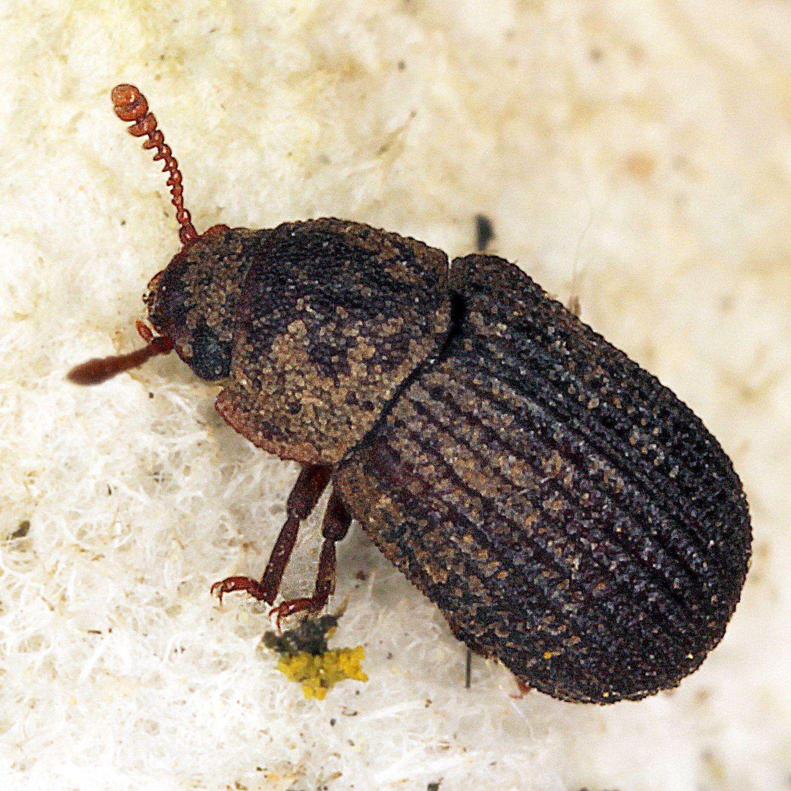 11092014183408 2668 art 1626 eledona agricola 4