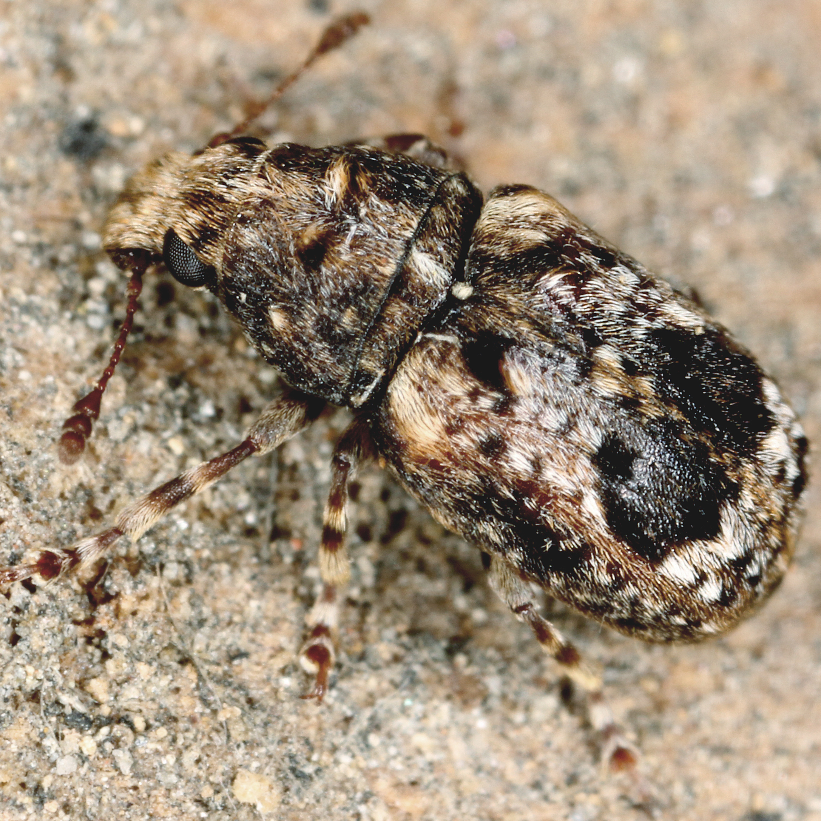 11092014183622 2669 art 1627 enedreutes sepicola 1