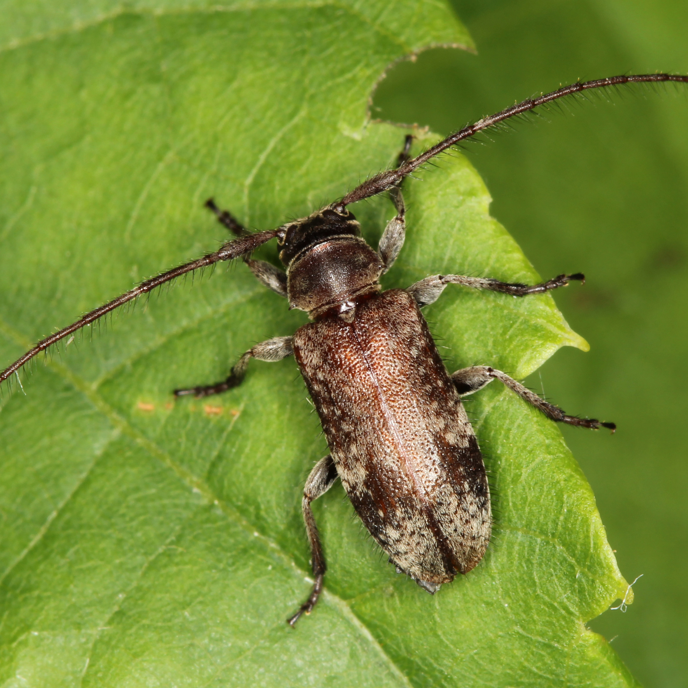 11092014184147 2670 art 1628 exocentrus adspersus 2