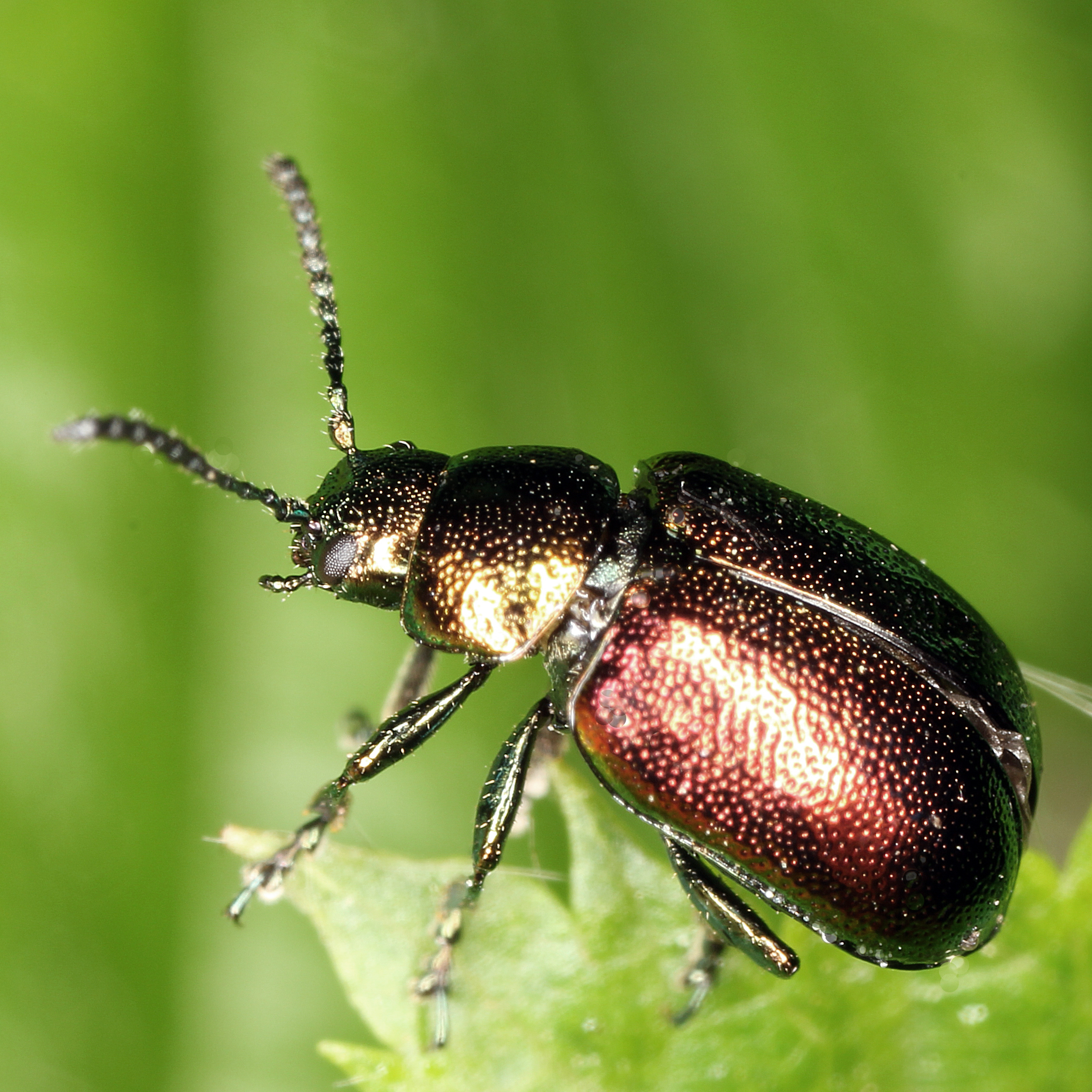 11092014184438 2671 art 1629 gastrophysa viridula 2