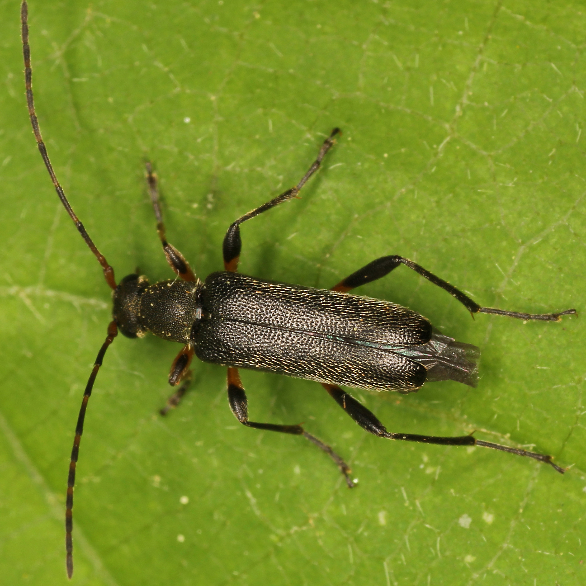 11092014184644 2672 art 1630 grammoptera ruficornis