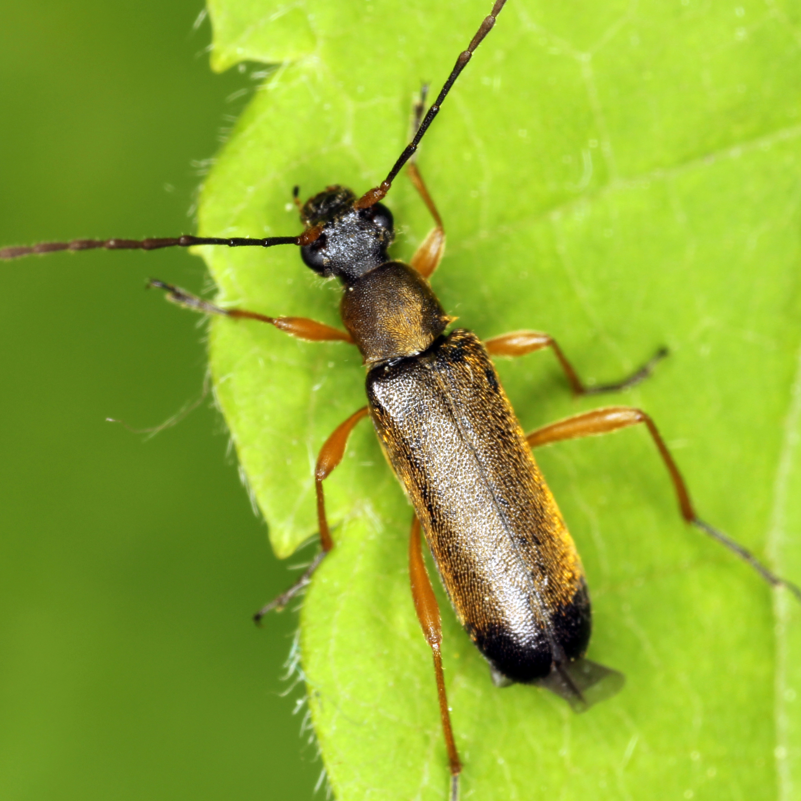 11092014193424 2673 art 1631 grammoptera ustulata