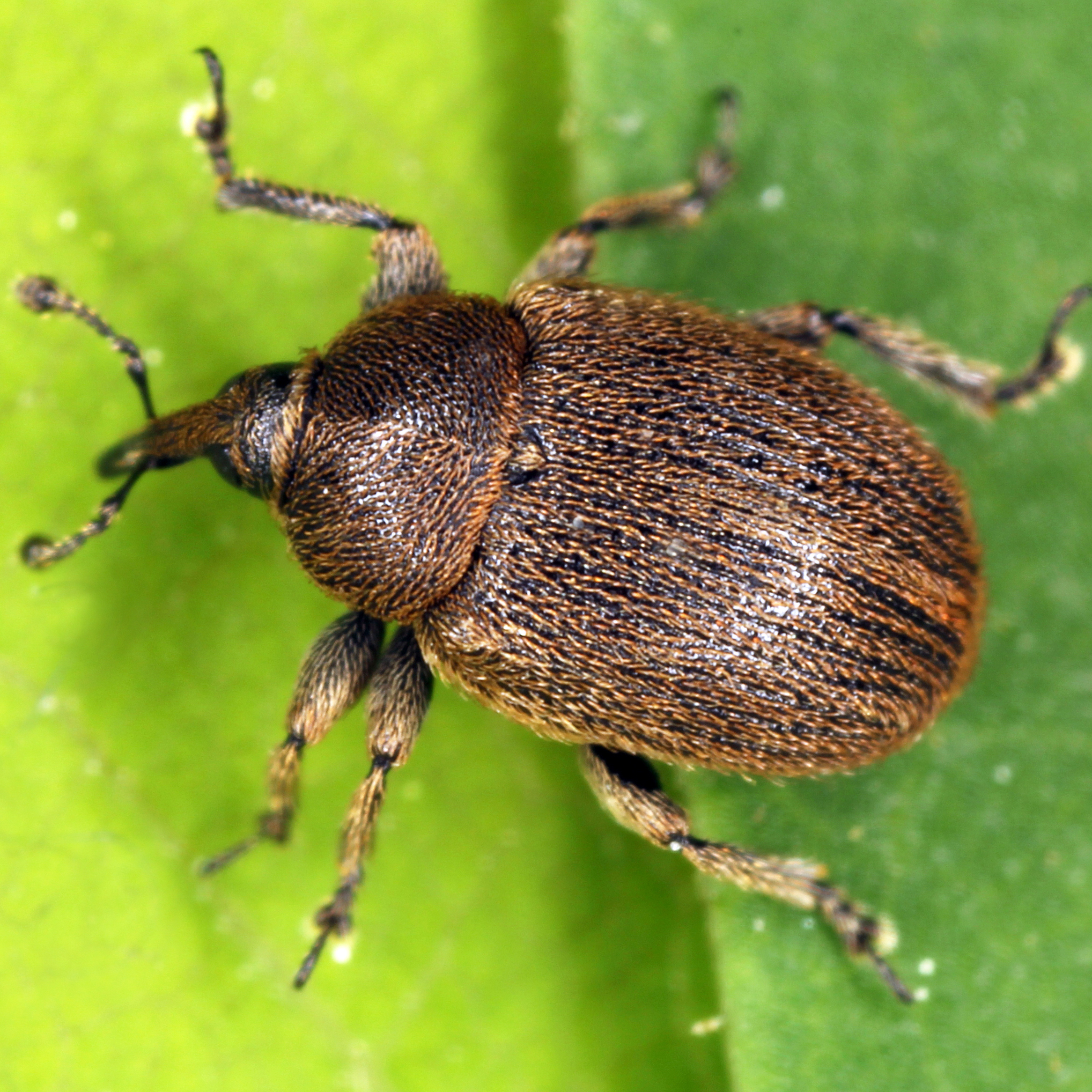 11092014193806 2674 art 1633 gymnetron tetrum