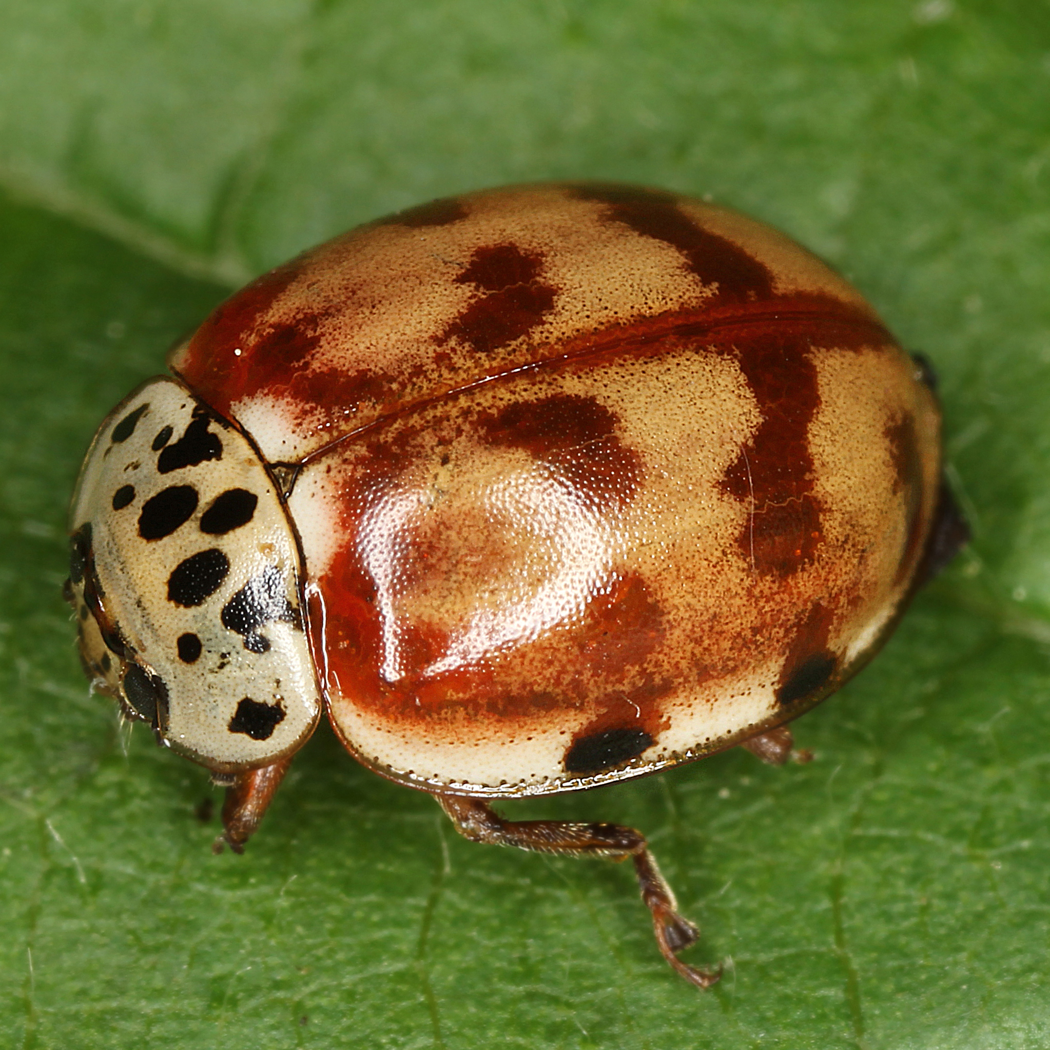 11092014194109 2675 art 1632 harmonia quadripunctata