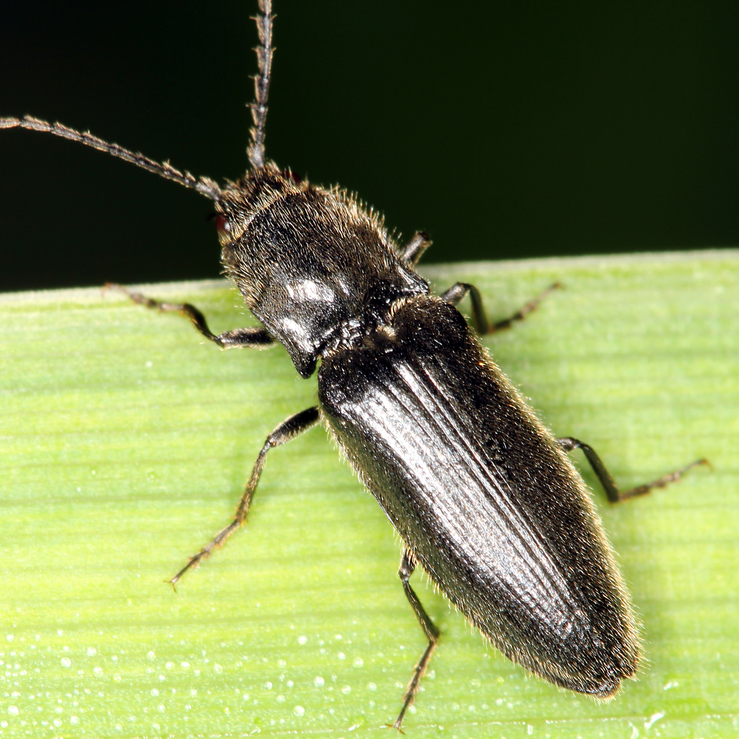 11092014194433 2676 art 1634 hemicrepidius niger