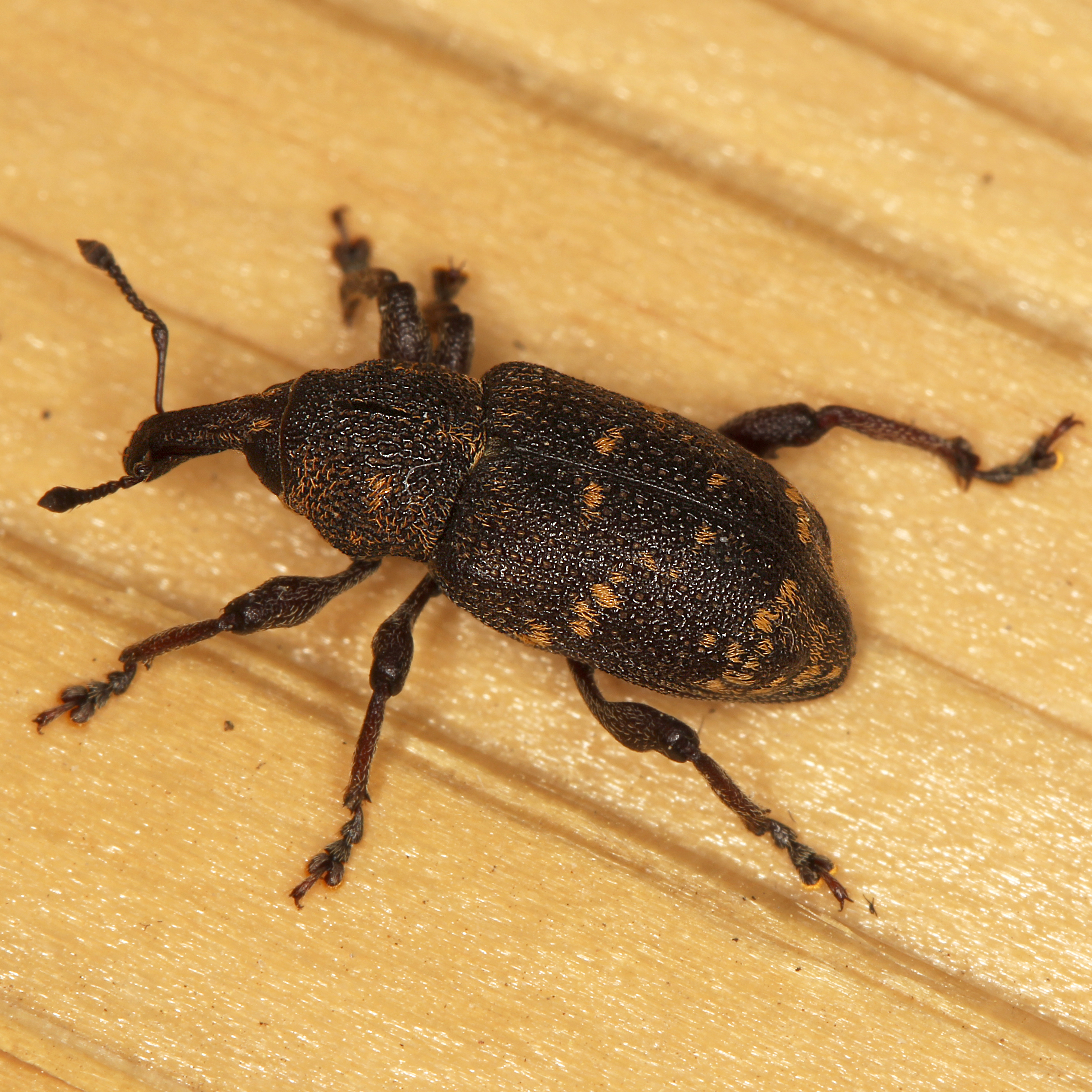 11092014195957 2679 art 1637 hylobius abietis 2