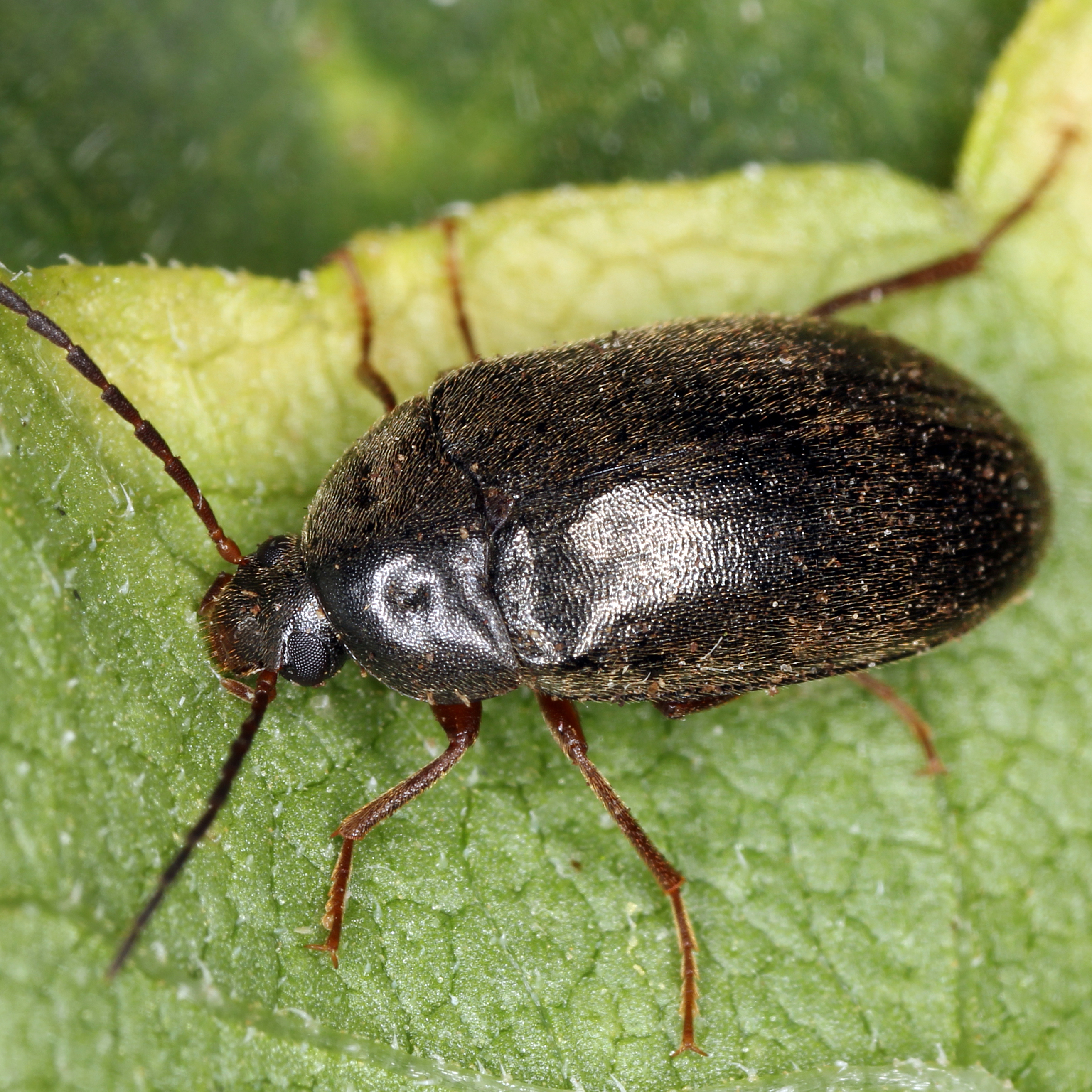 11092014200301 2680 art 1638 hymenalia rufipes 1