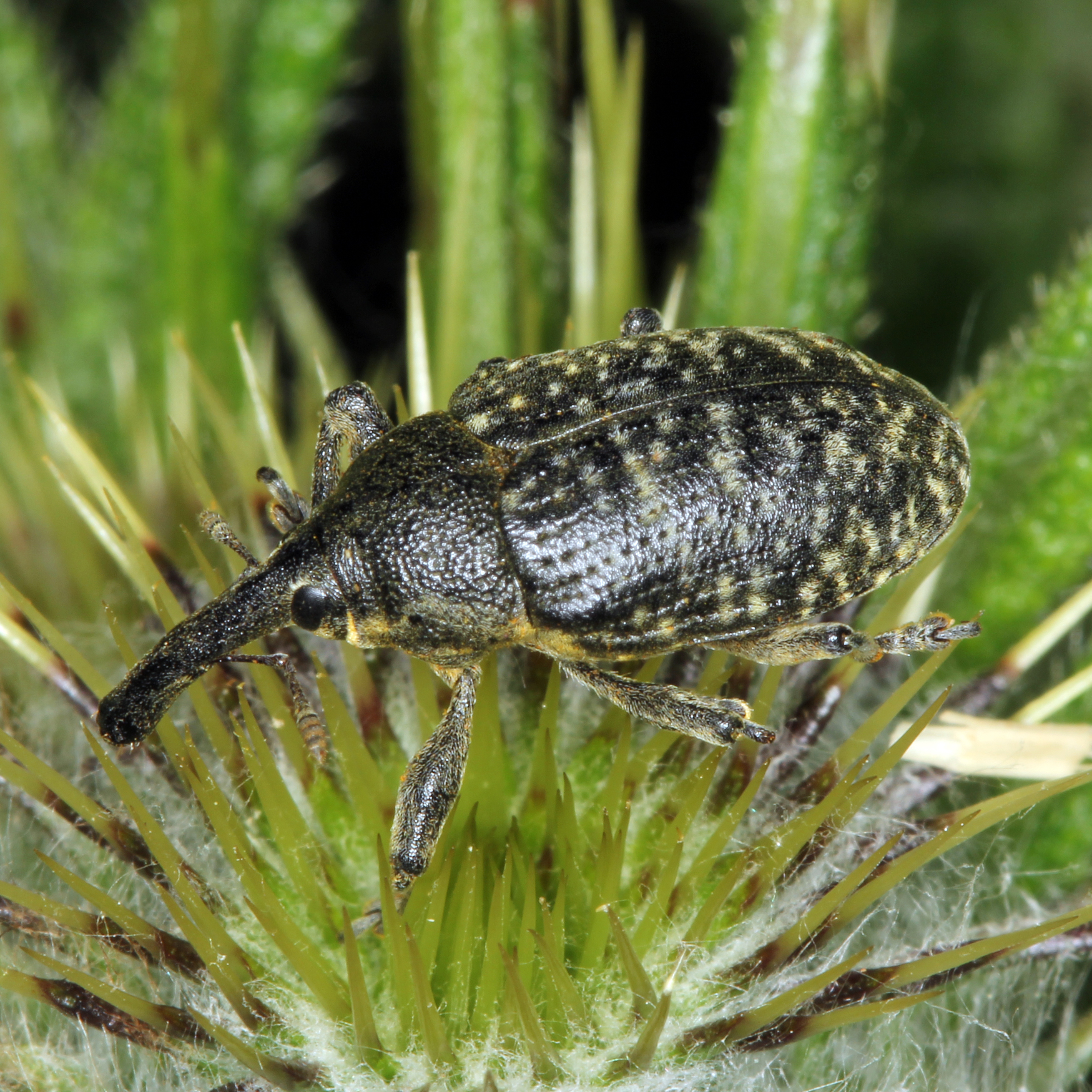 11092014201103 2682 art 1640 larinus sturnus 1