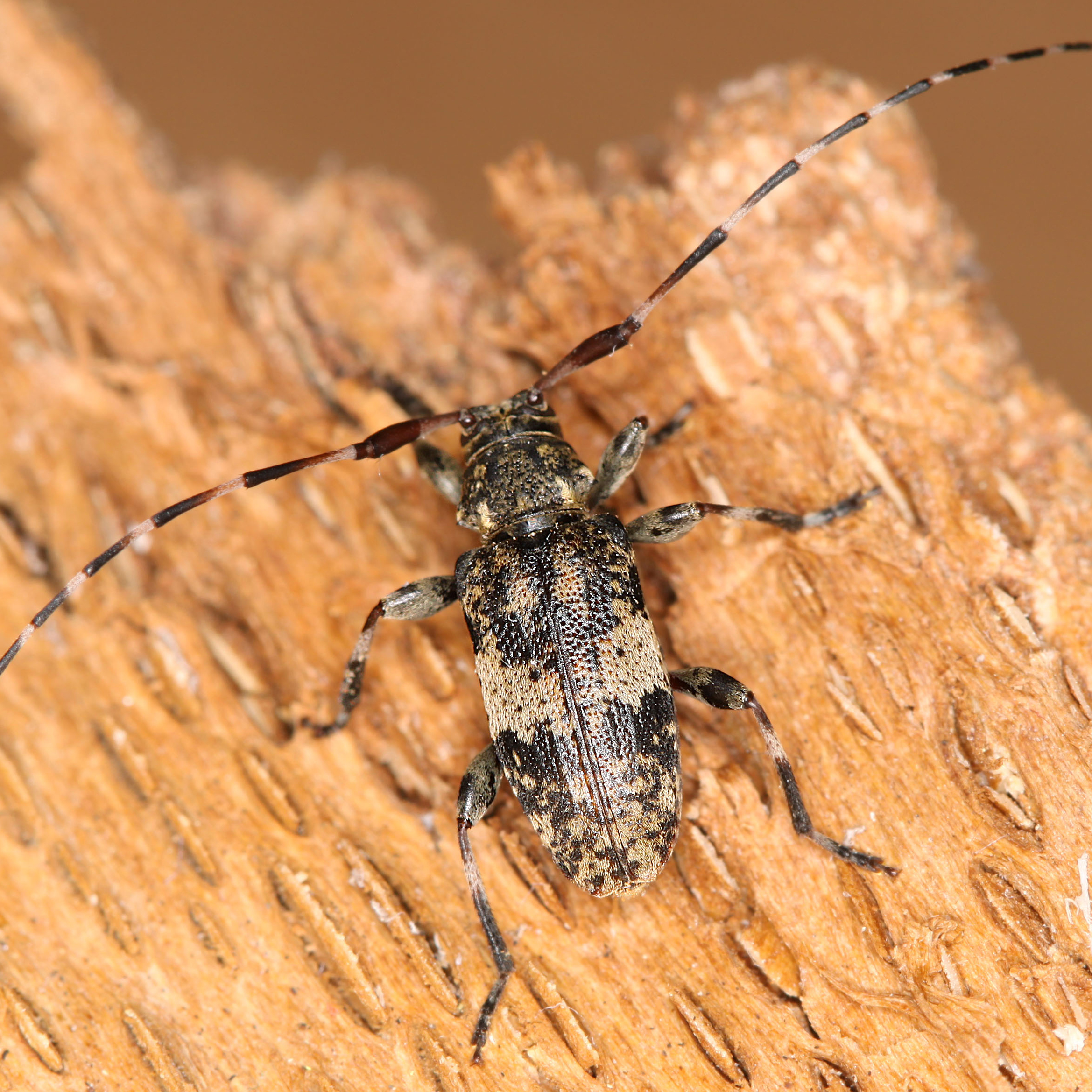 11092014201525 2683 art 1641 leiopus linnei 1