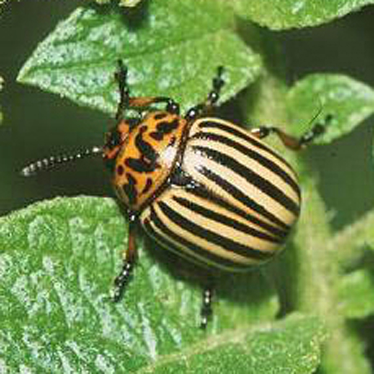 11092014202121 2684 art 1642 leptinotarsa decemlineata 2