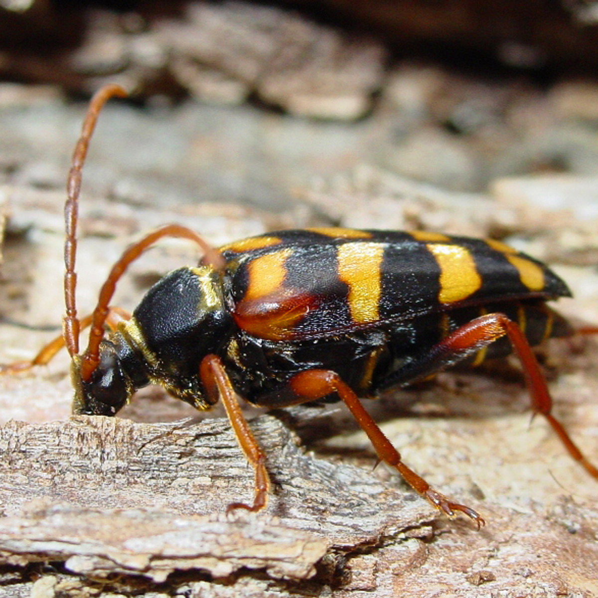 11092014202342 2685 art 1643 leptura aurulenta