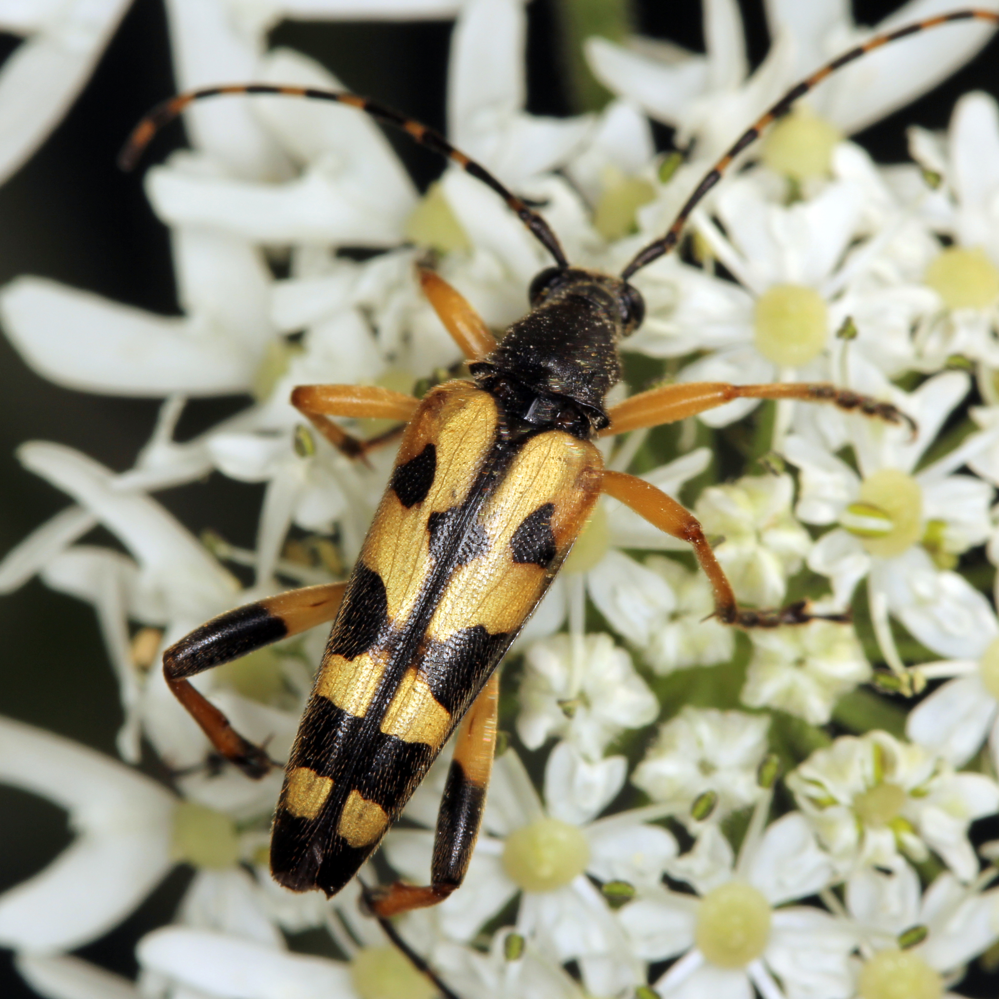 11092014202642 2686 art 1644 leptura maculata 3