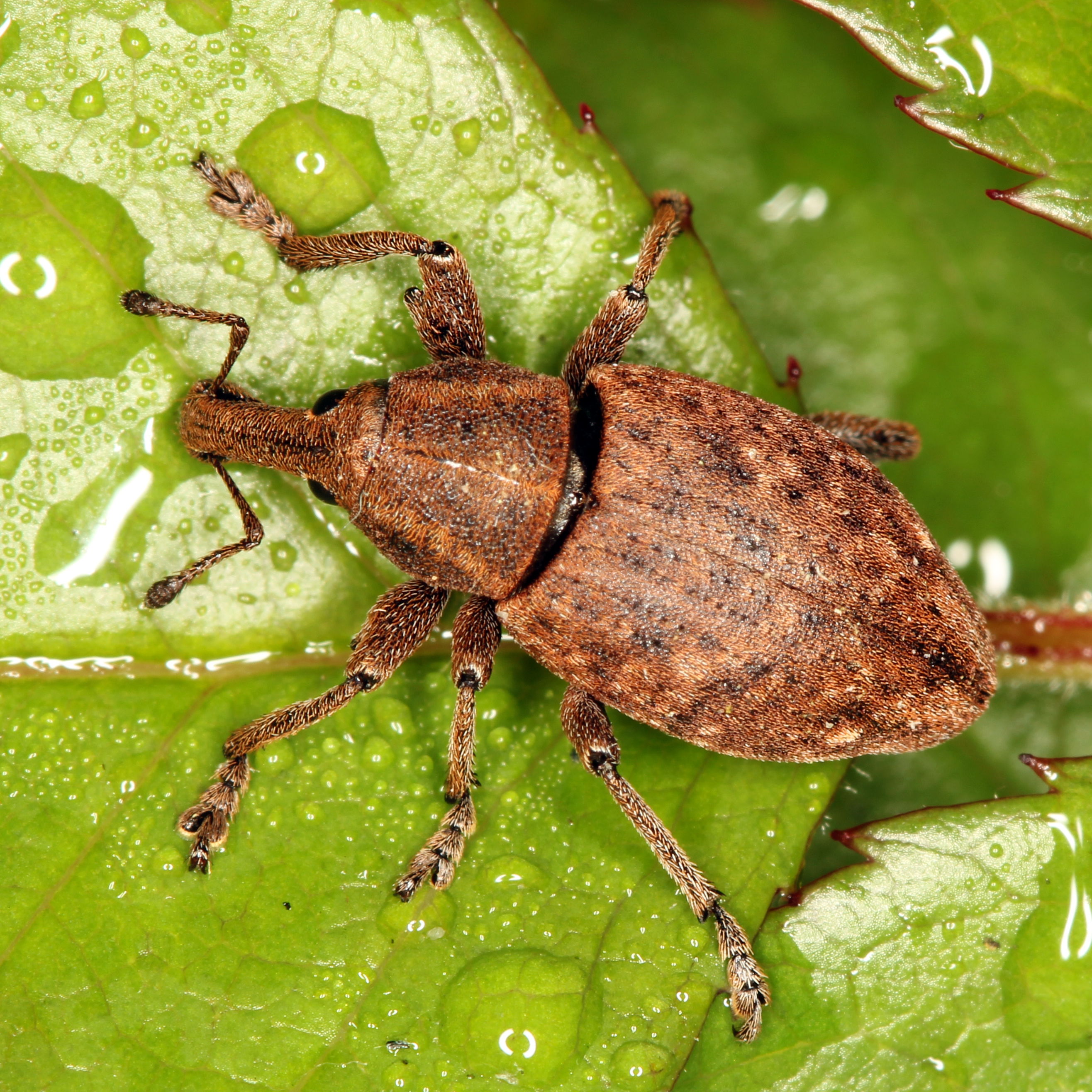 11092014202903 2687 art 1645 lepyrus armatus