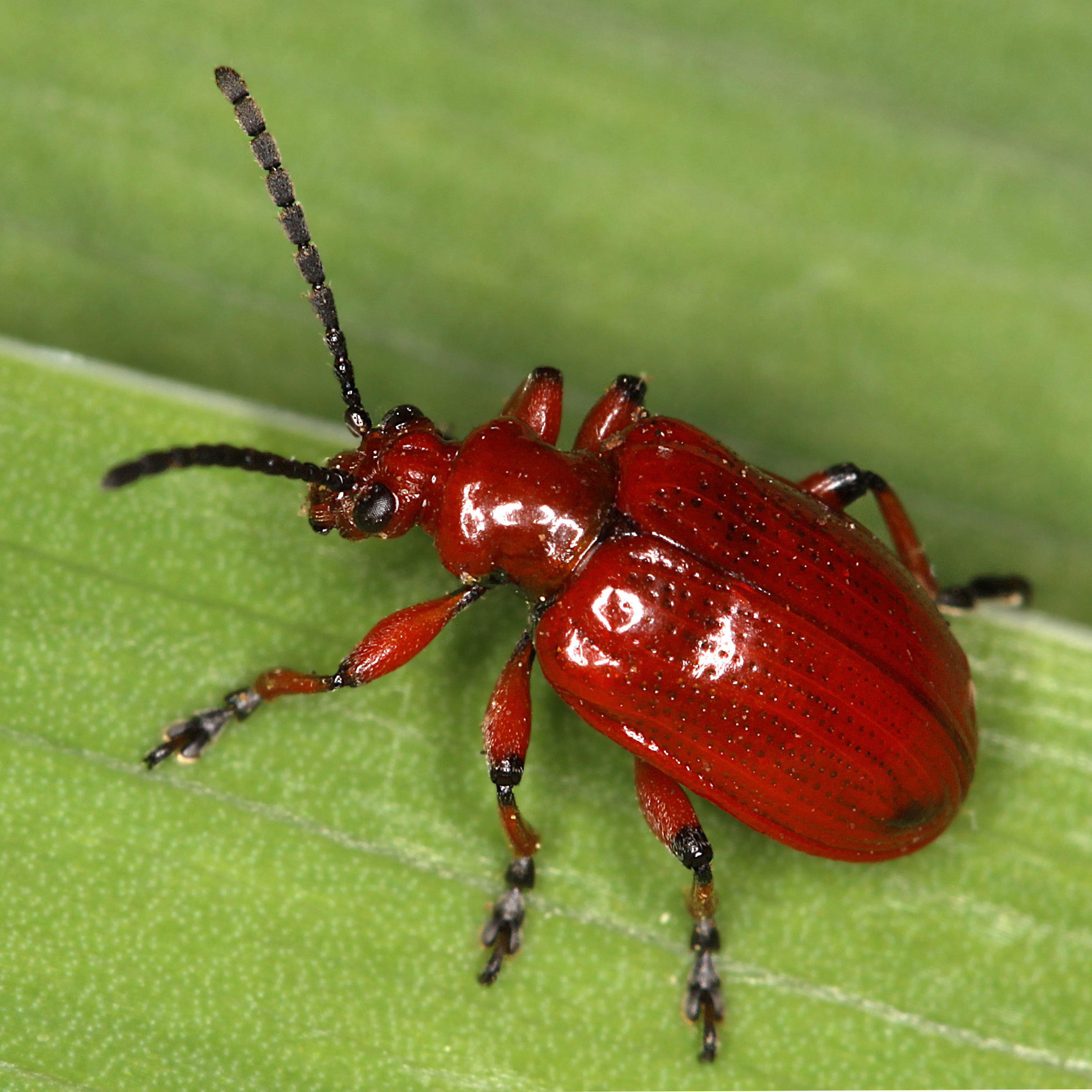 11092014203116 2688 art 1646 lilioceris merdigera 1