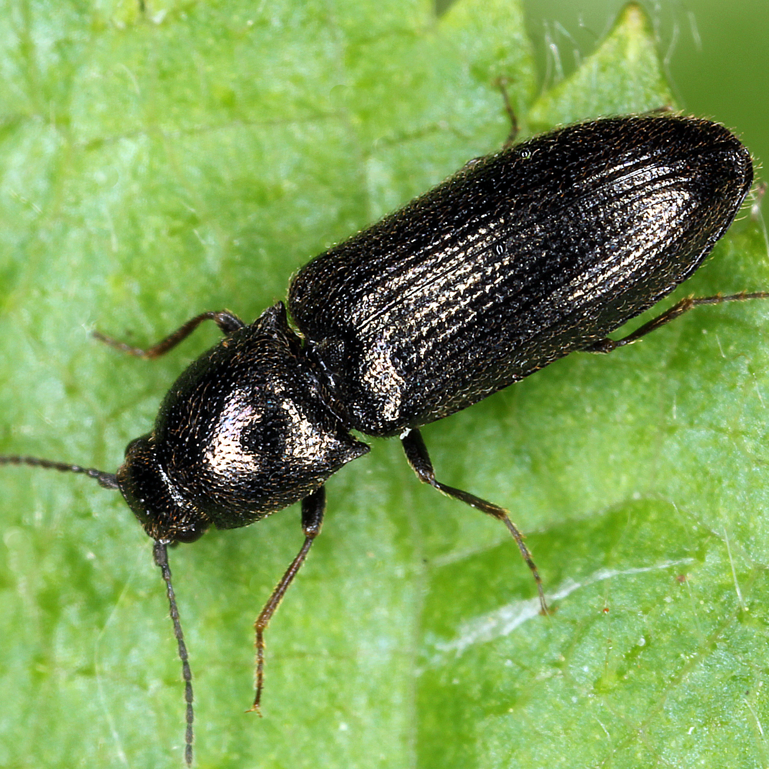 11092014203329 2689 art 1647 limonius aeneoniger