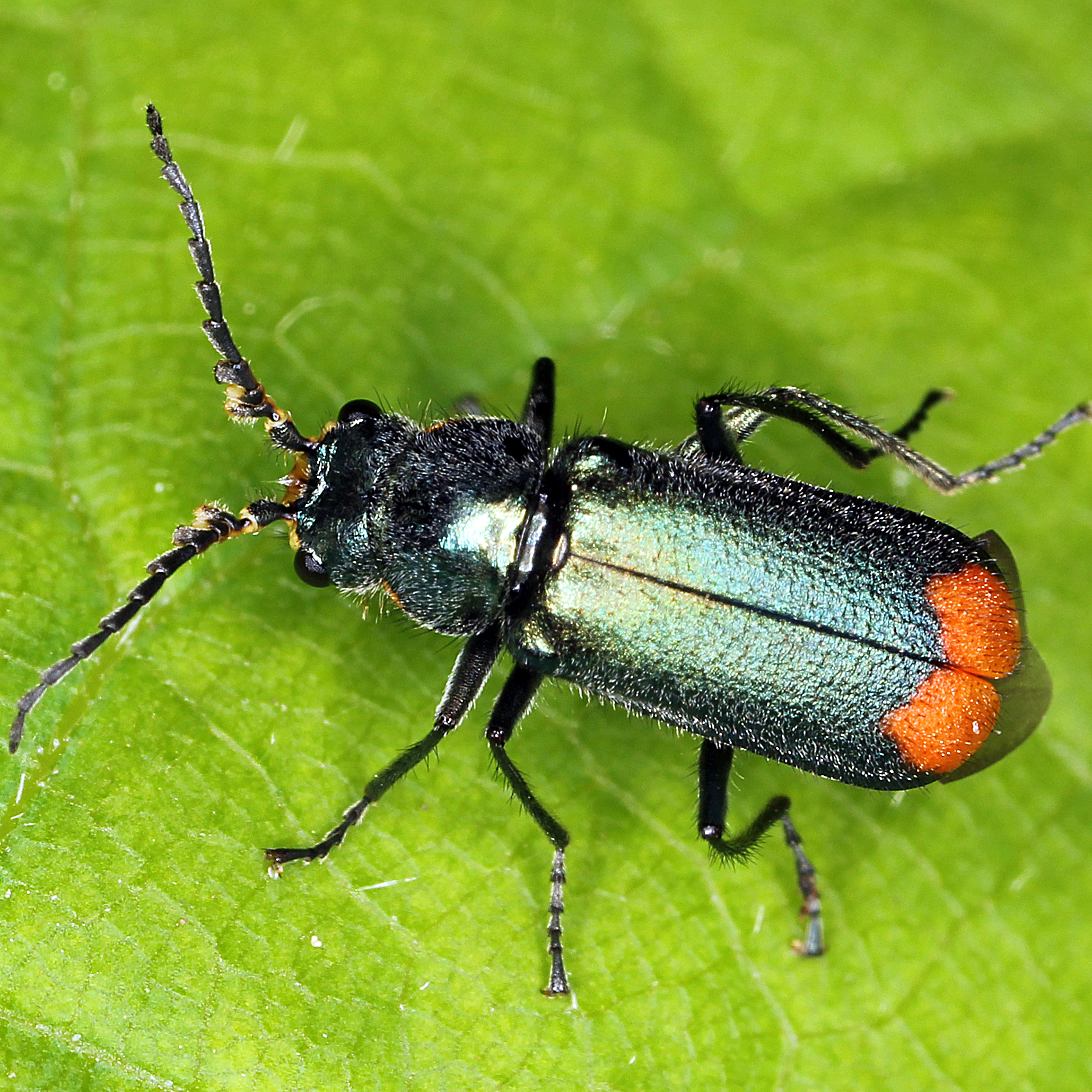 11092014203925 2690 art 1648 malachius bipustulatus 4