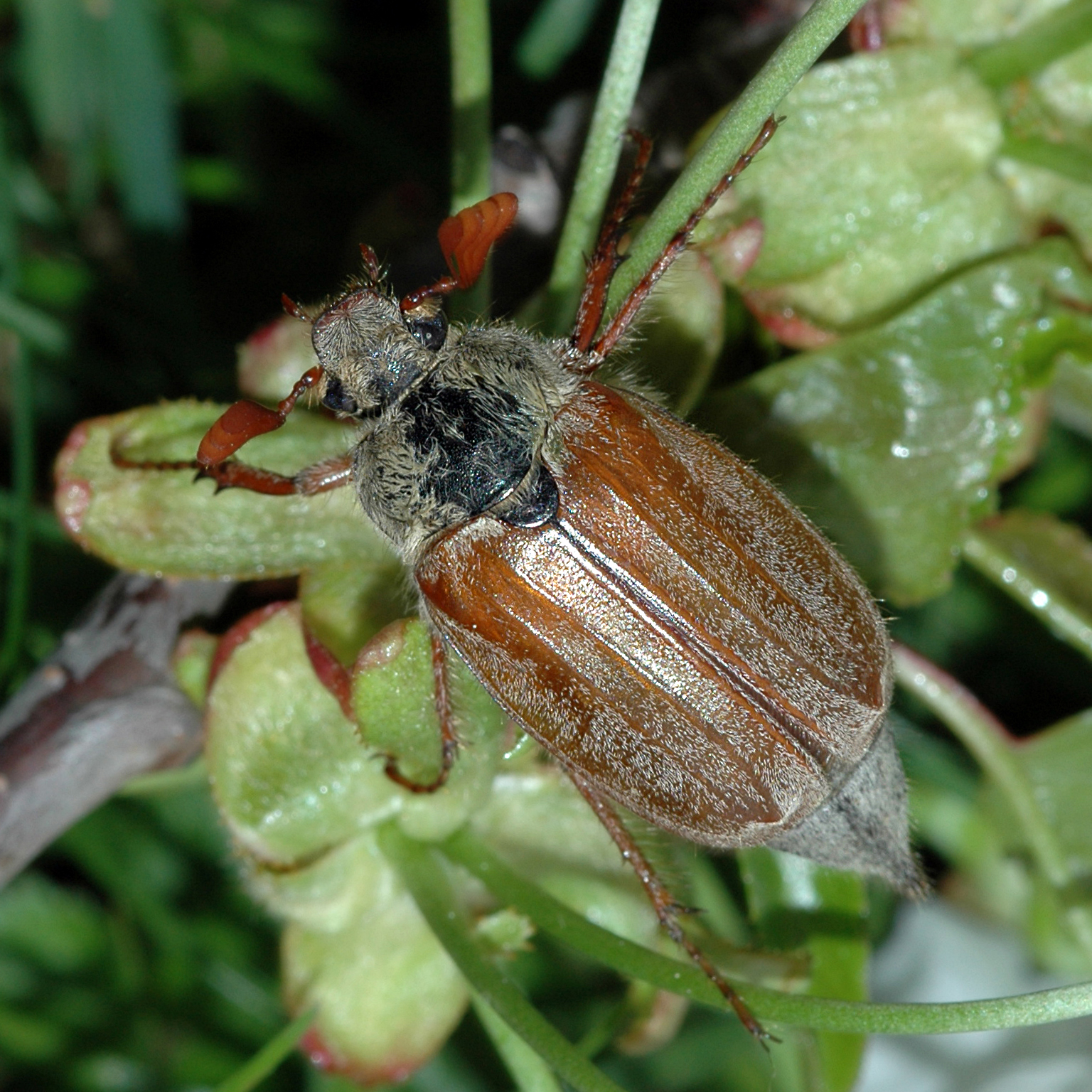 11092014204116 2691 art 1649 melolontha hippocastani 2