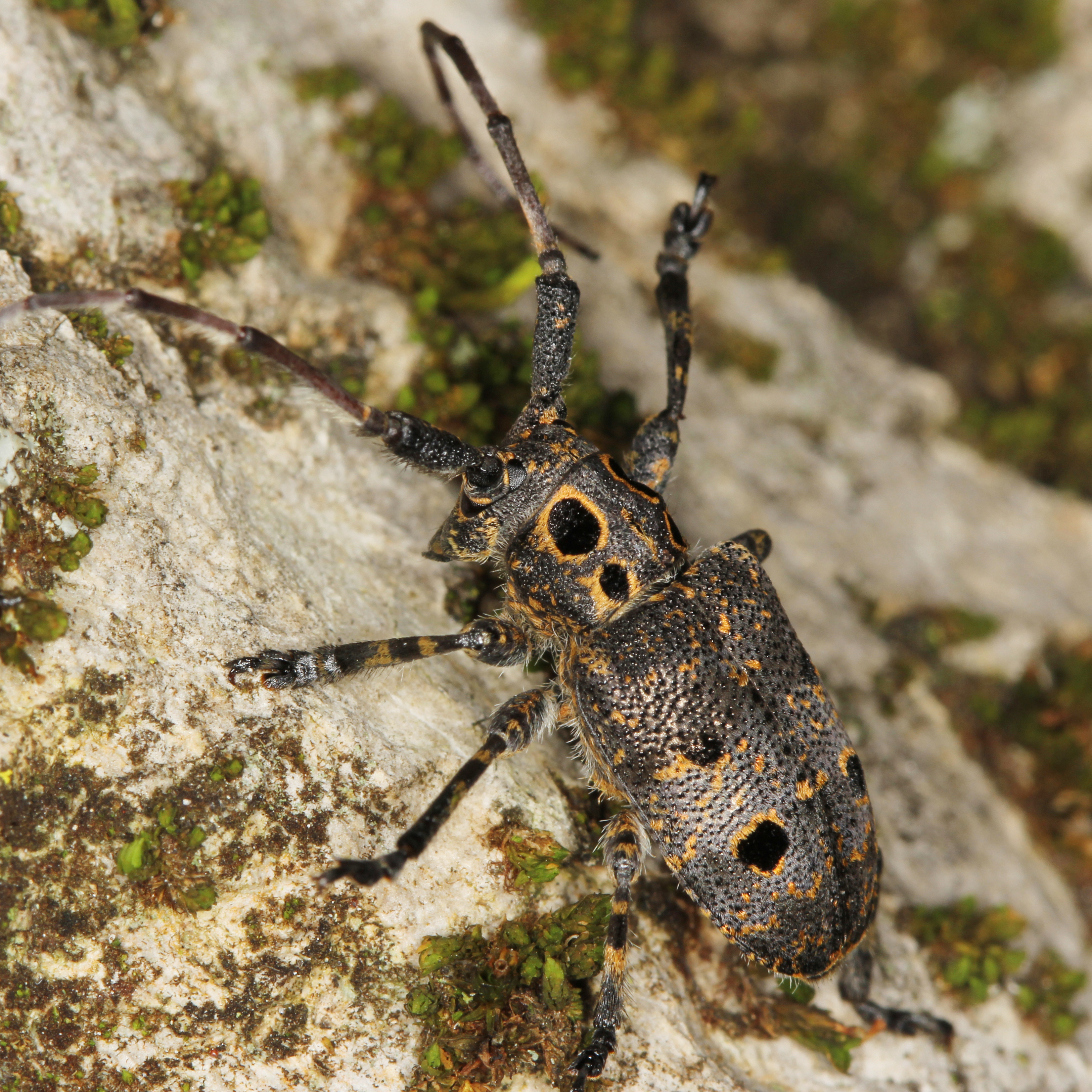 11092014204347 2692 art 1650 mesosa curculionides 8