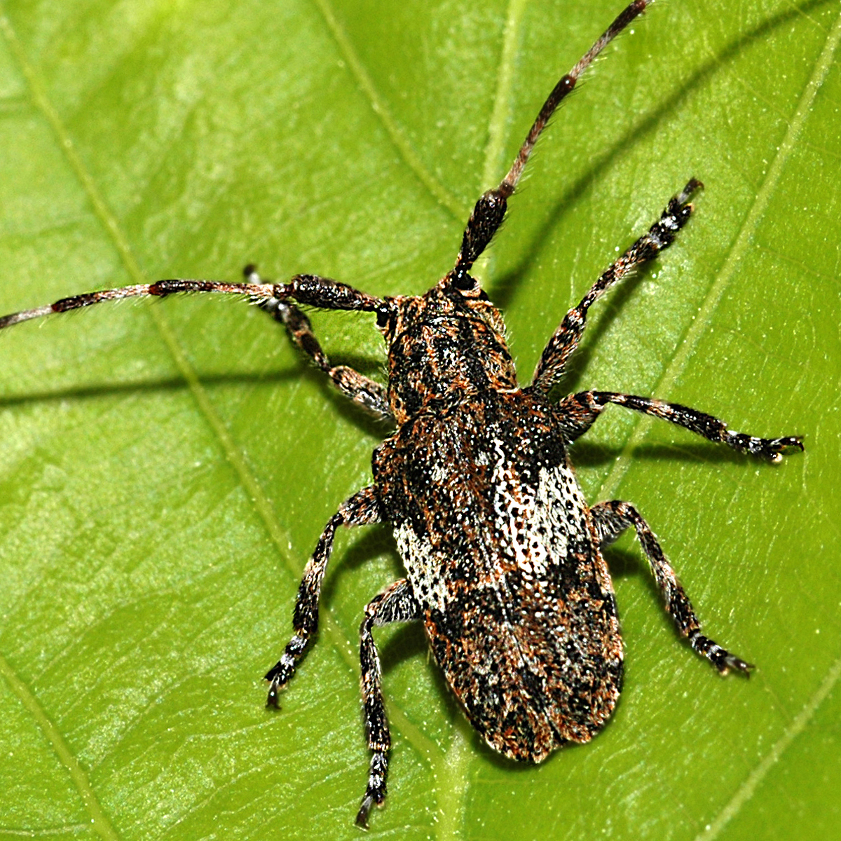 11092014204658 2693 art 1651 mesosa nebulosa 1