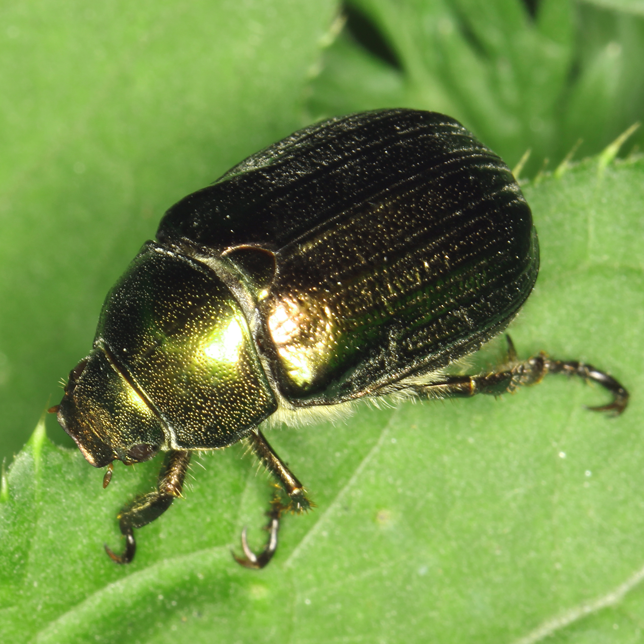 11092014205127 2694 art 1652 mimela aurata 2