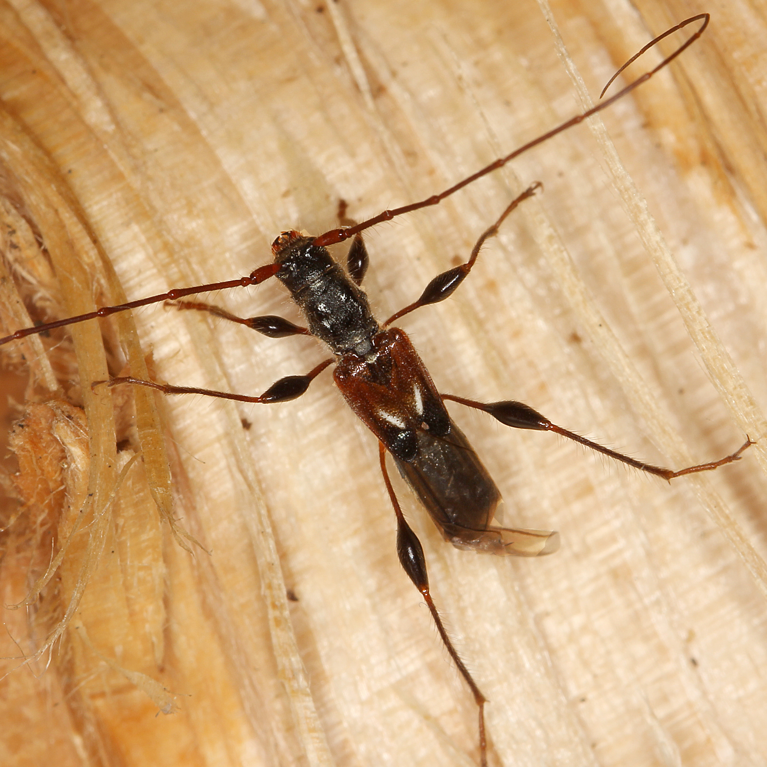 11092014205620 2695 art 1653 molorchus minor 4