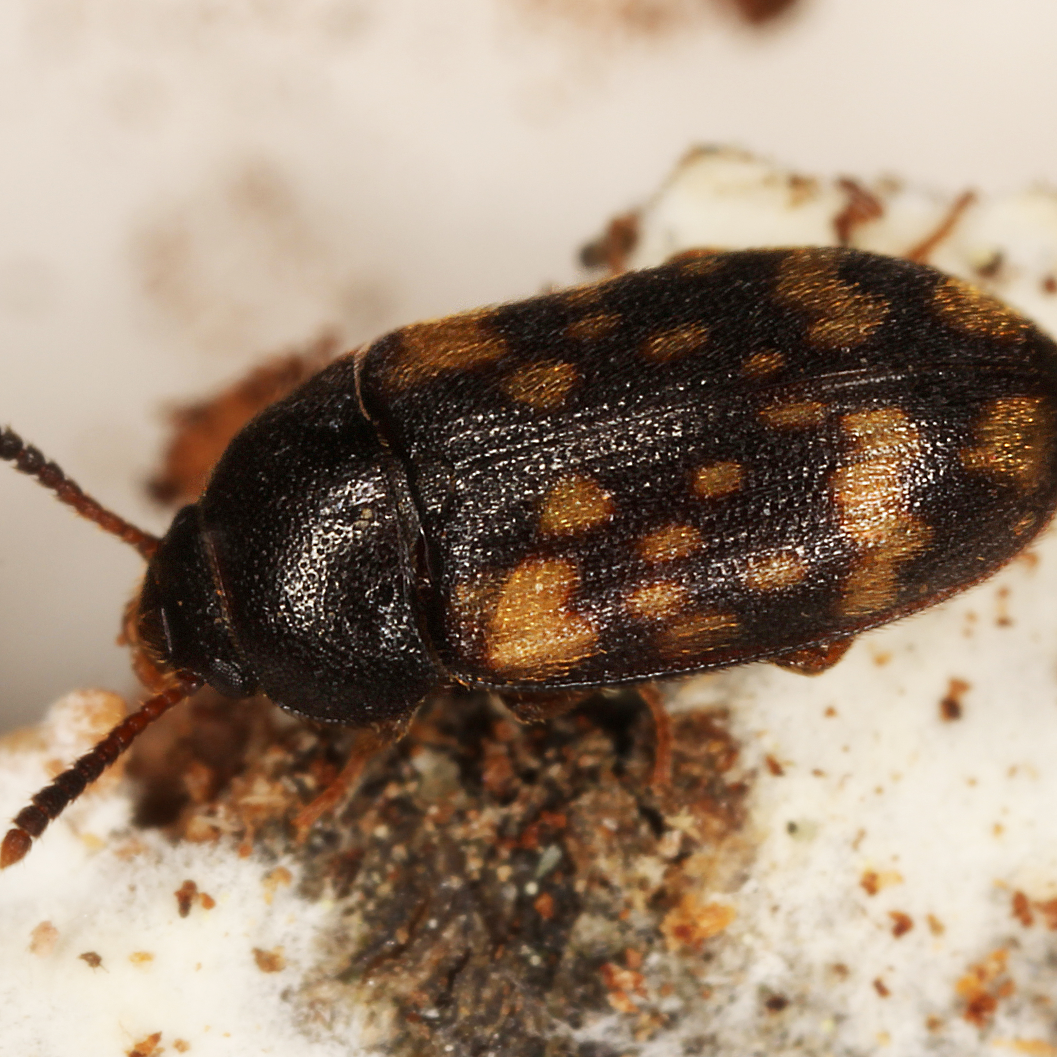 11092014205849 2696 art 1654 mycetophagus atomarius