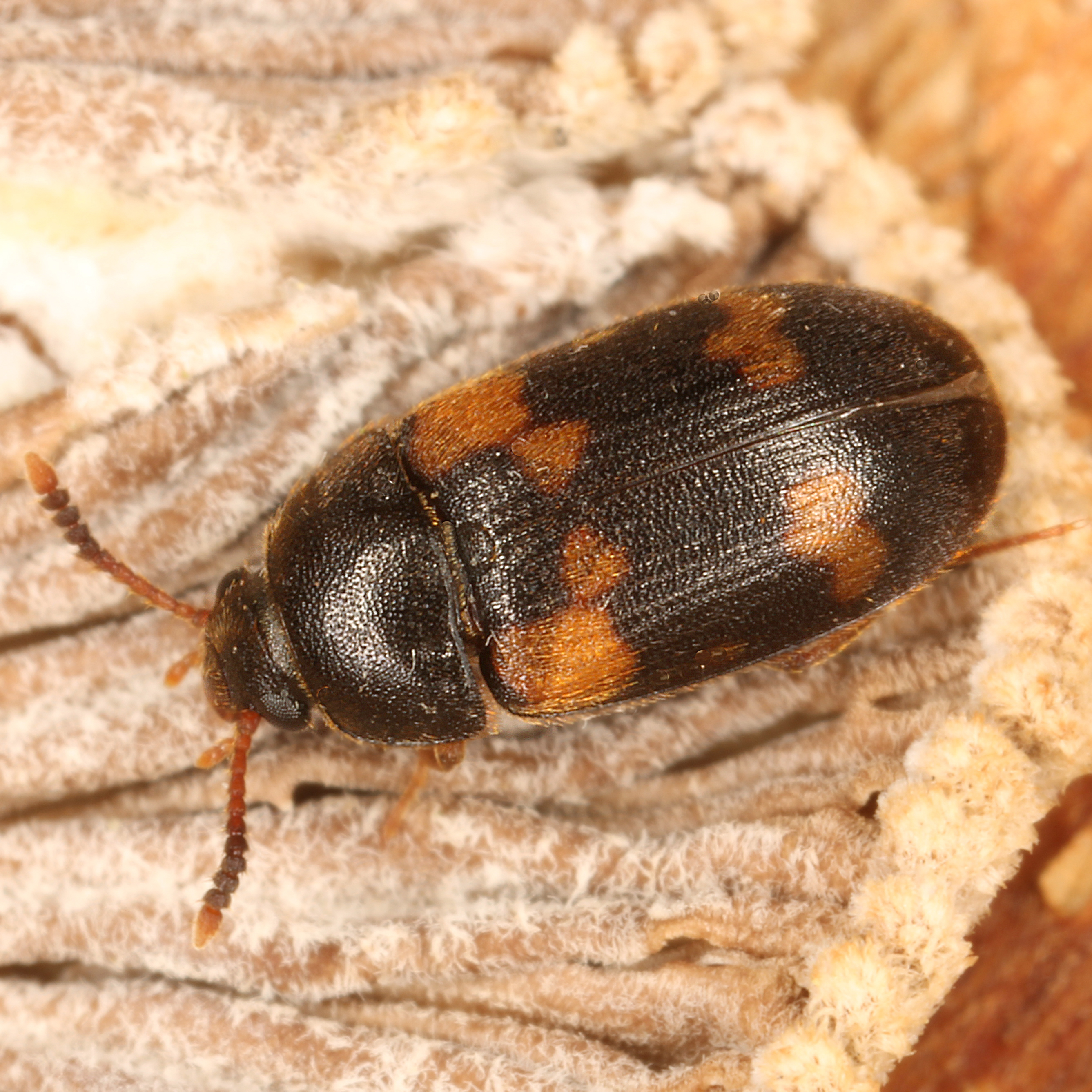 11092014210351 2697 art 1655 mycetophagus piceus