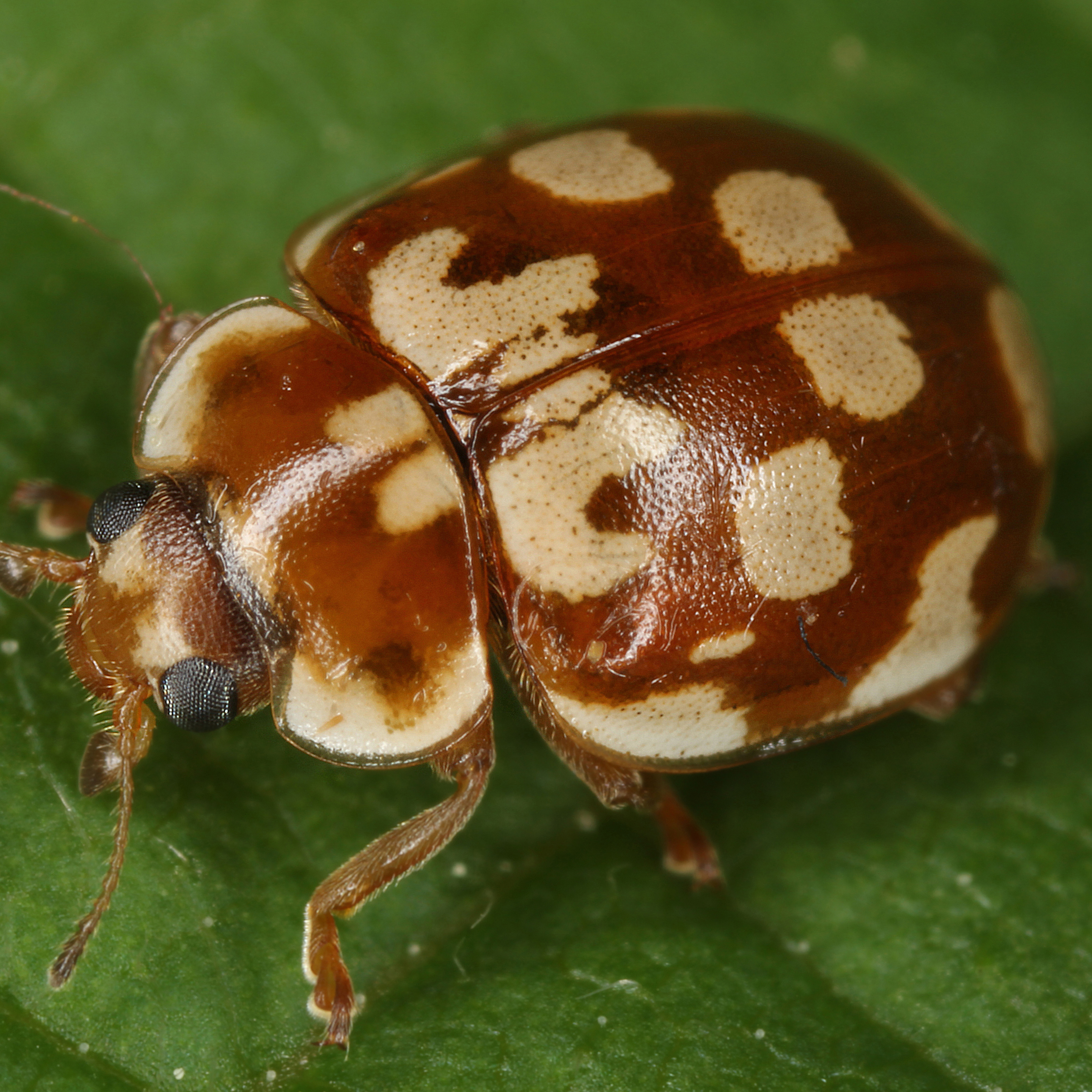 11092014210742 2698 art 1656 myrrha octodecimguttata 1