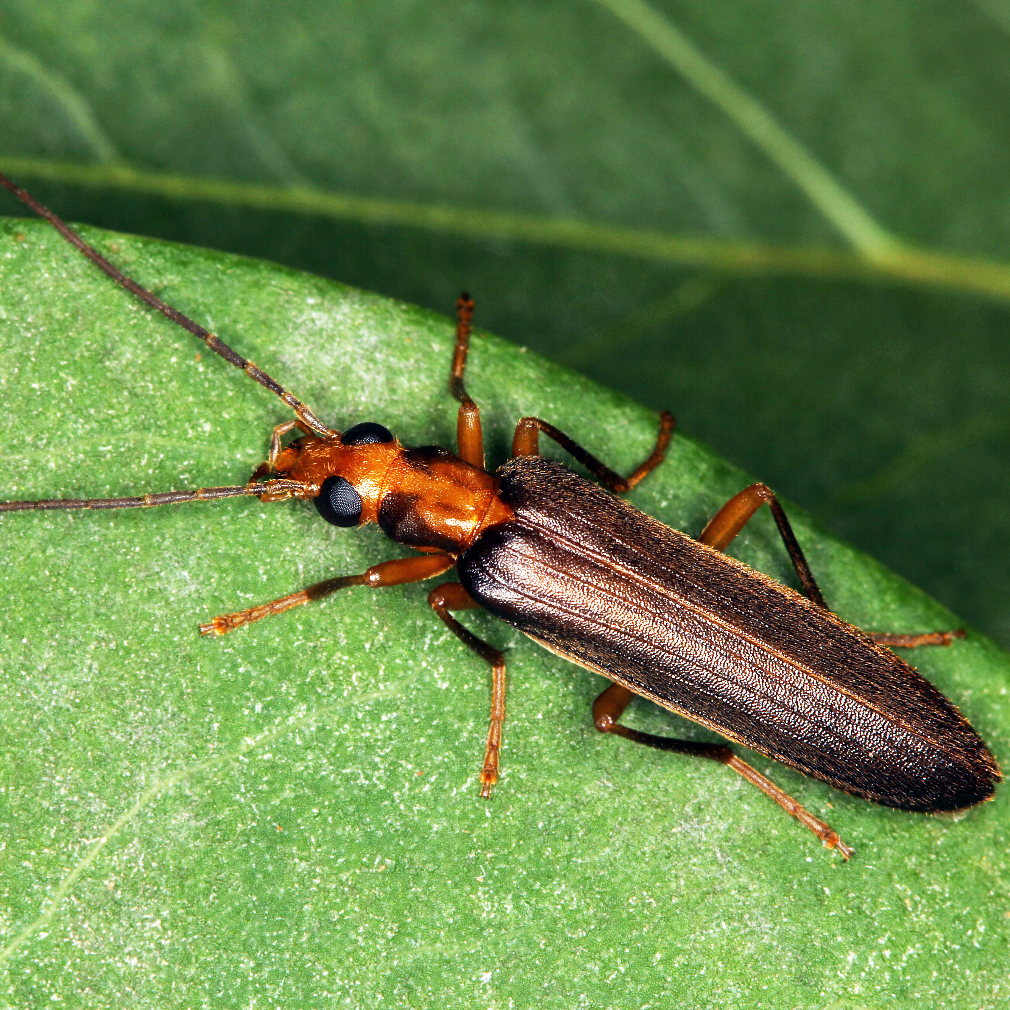 11092014211109 2699 art 1657 nacerdes carniolica 1