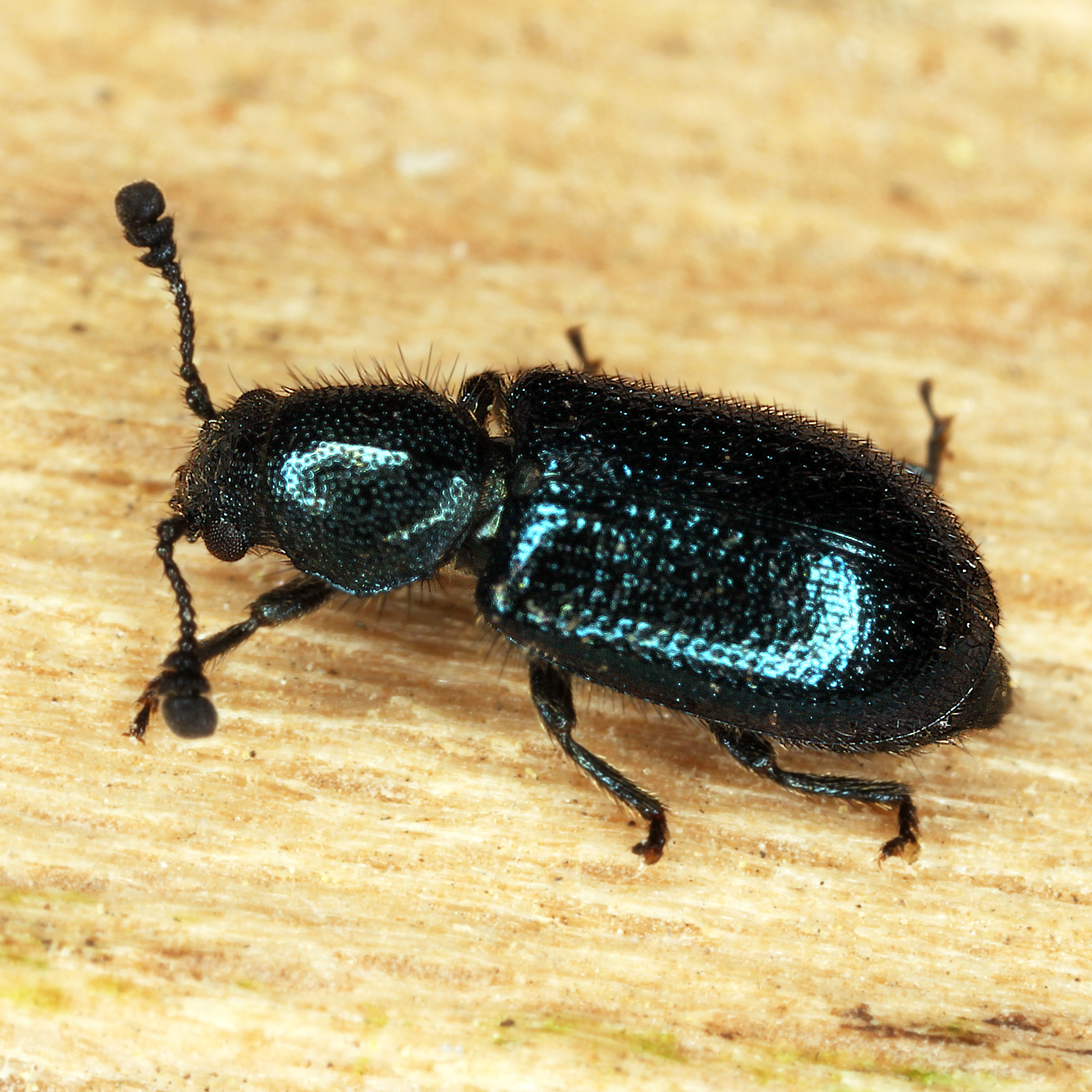 11092014211338 2700 art 1658 necrobia violacea 2