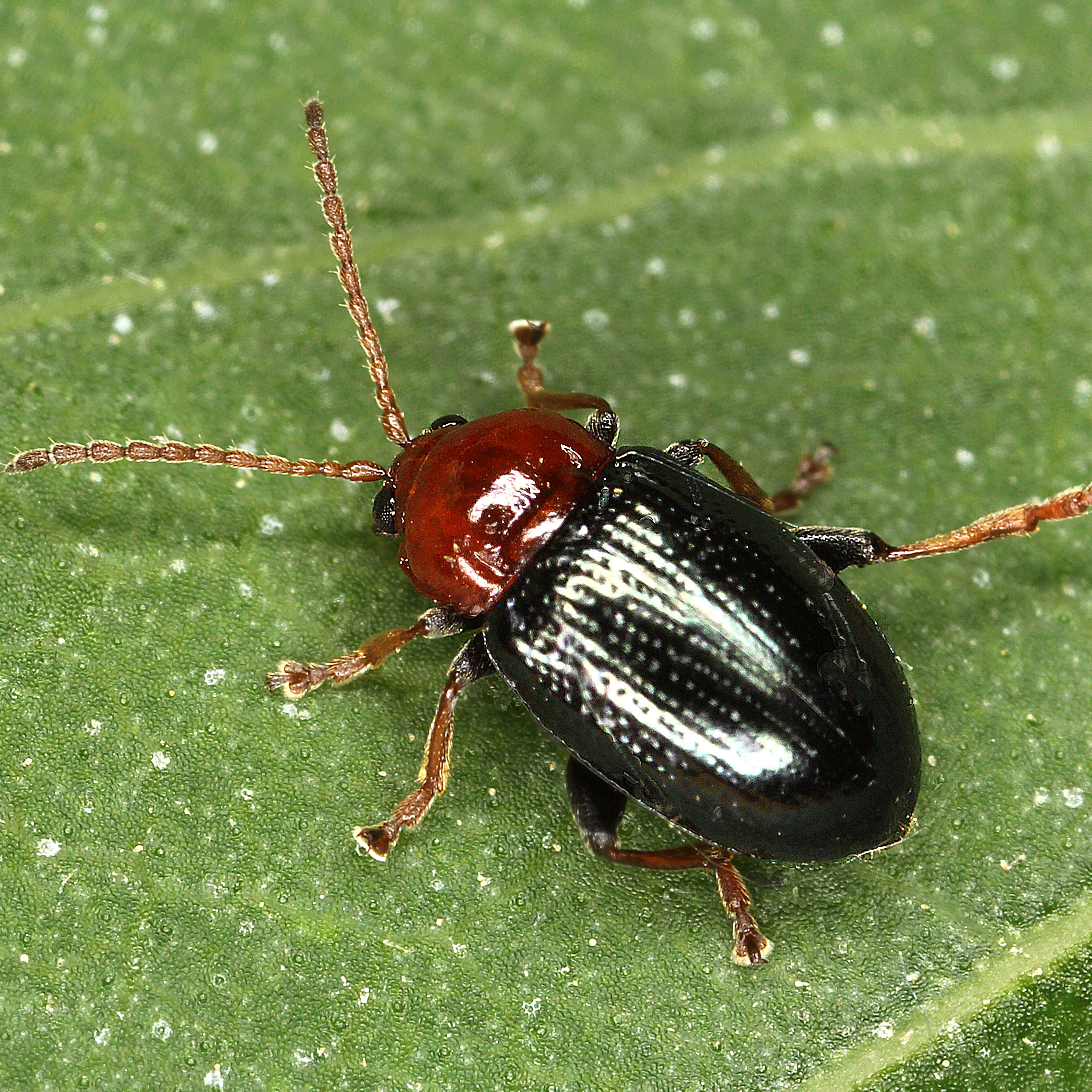 11092014212253 2703 art 1661 neocrepidodera femorata