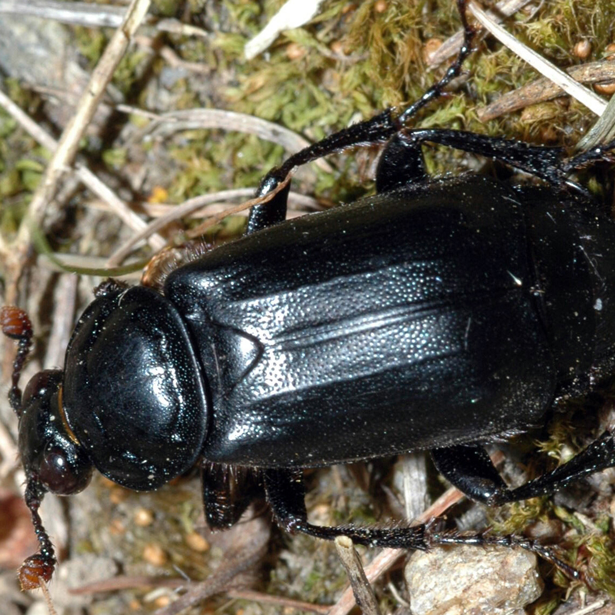 11092014212757 2704 art 1662 nicrophorus humator 1