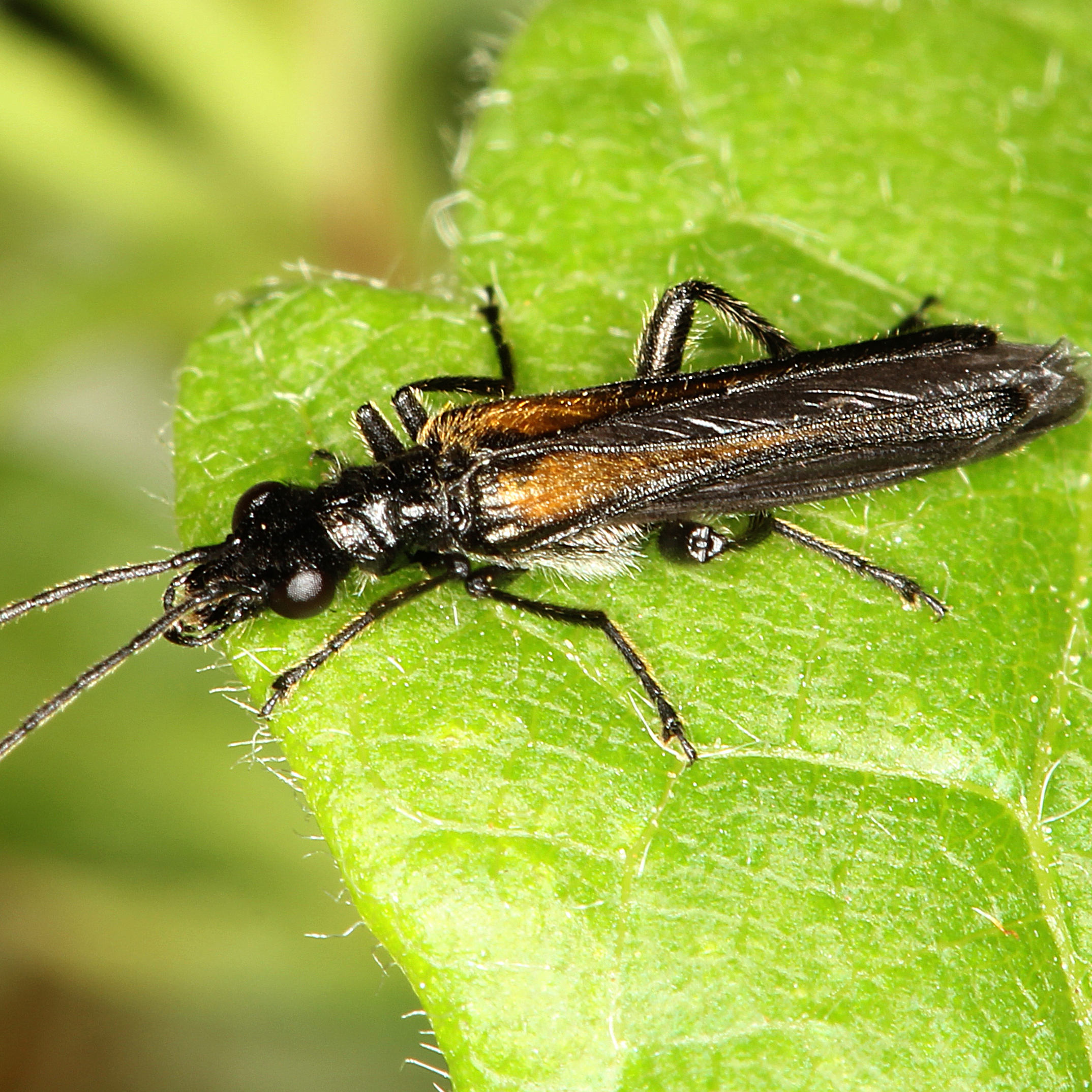 11092014213127 2705 art 1663 oedemera subulata 1
