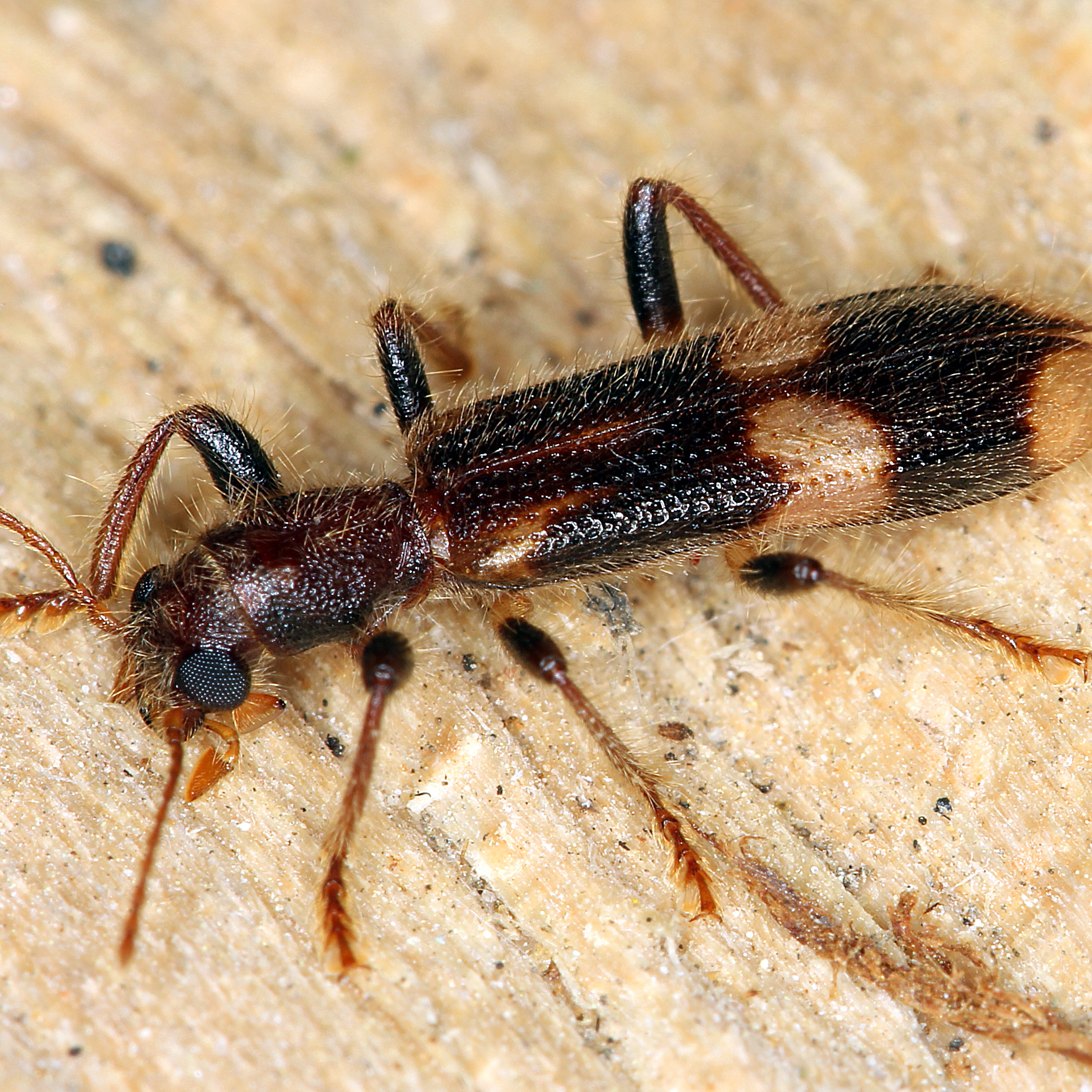 11092014213744 2706 art 1664 opilo mollis 5