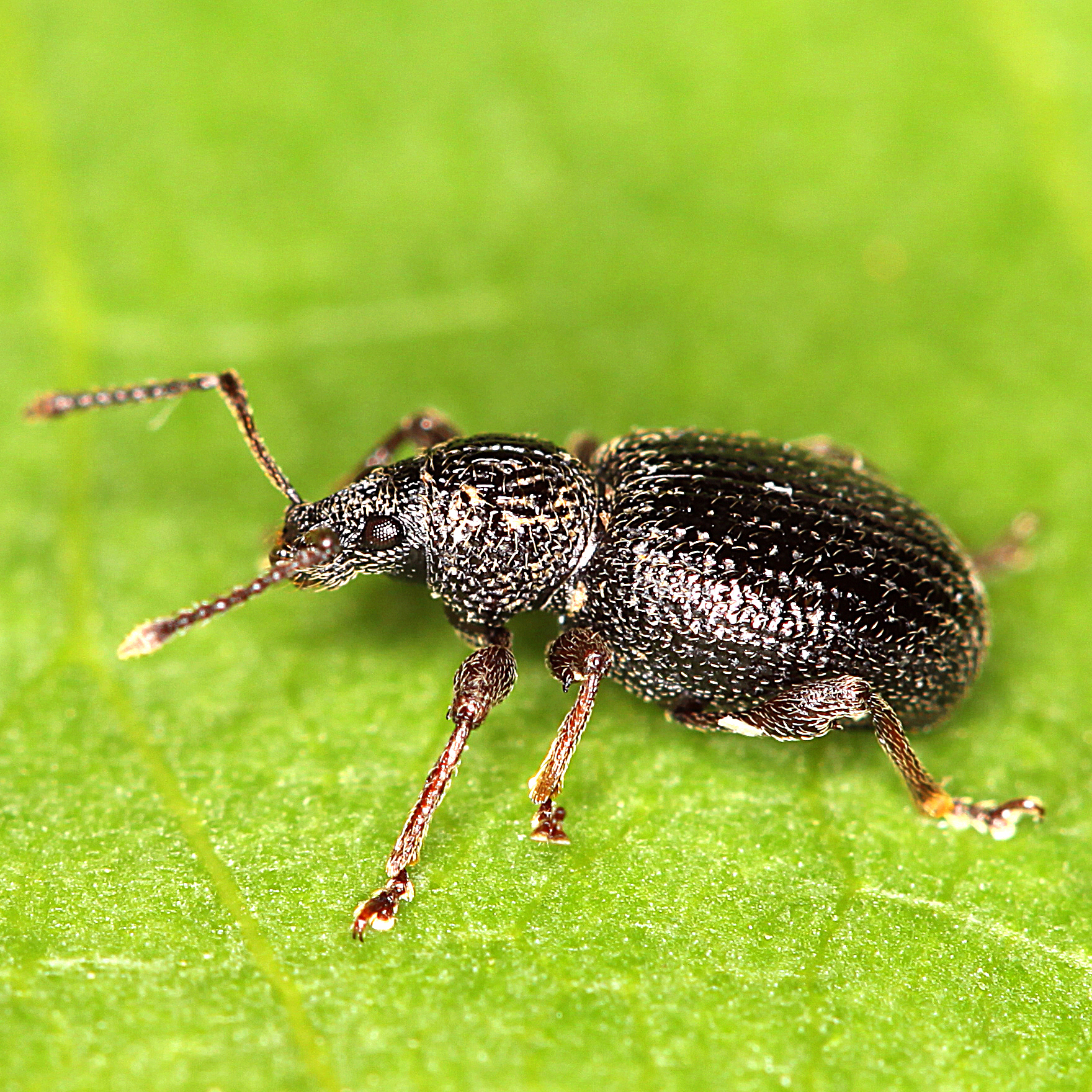 11092014214013 2707 art 1665 otiorhynchus ovatus 2