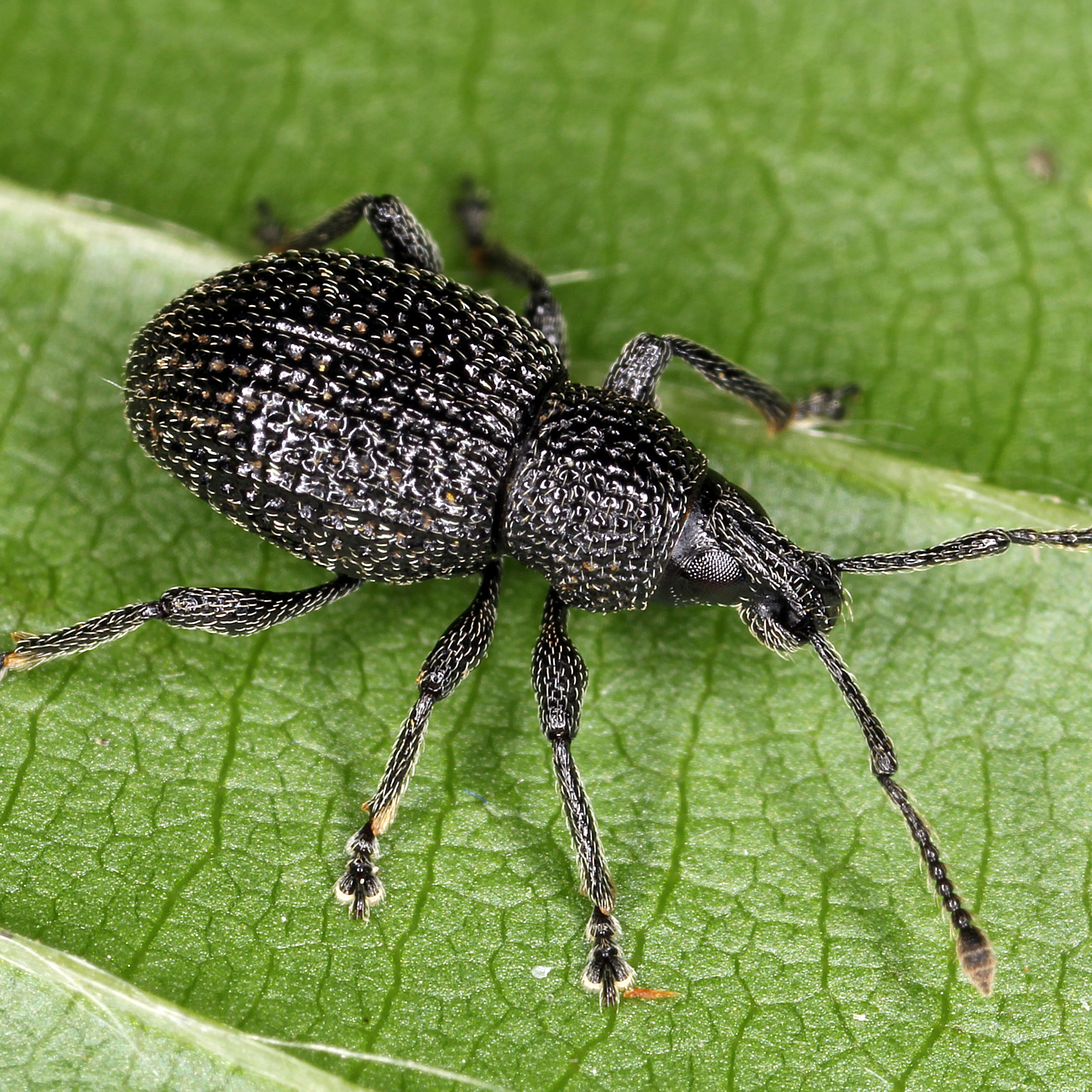 11092014214323 2708 art 1666 otiorhynchus pinastri 2